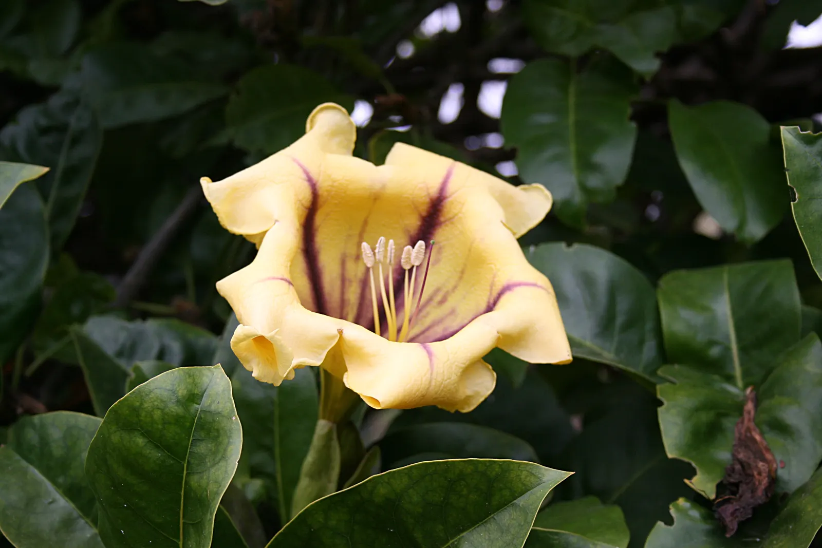 Cup Of Gold Vine (Solandra Maxima) — vine for full