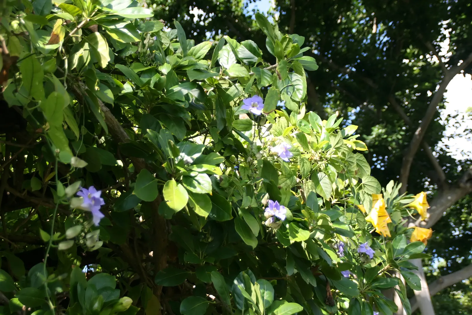 Cup Of Gold Vine (Solandra Maxima) — gold flowers in the garden