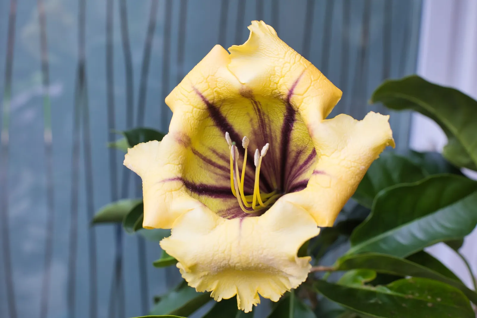 Cup Of Gold Vine (Solandra Maxima) — <br><br>Characterized by its glossy; care should be taken as all parts of the plant are toxic if ingested