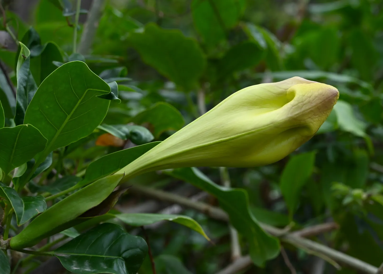 Cup Of Gold Vine (Solandra Maxima) — Cup of Gold Vine (Solandra maxima); exuding a heady fragrance