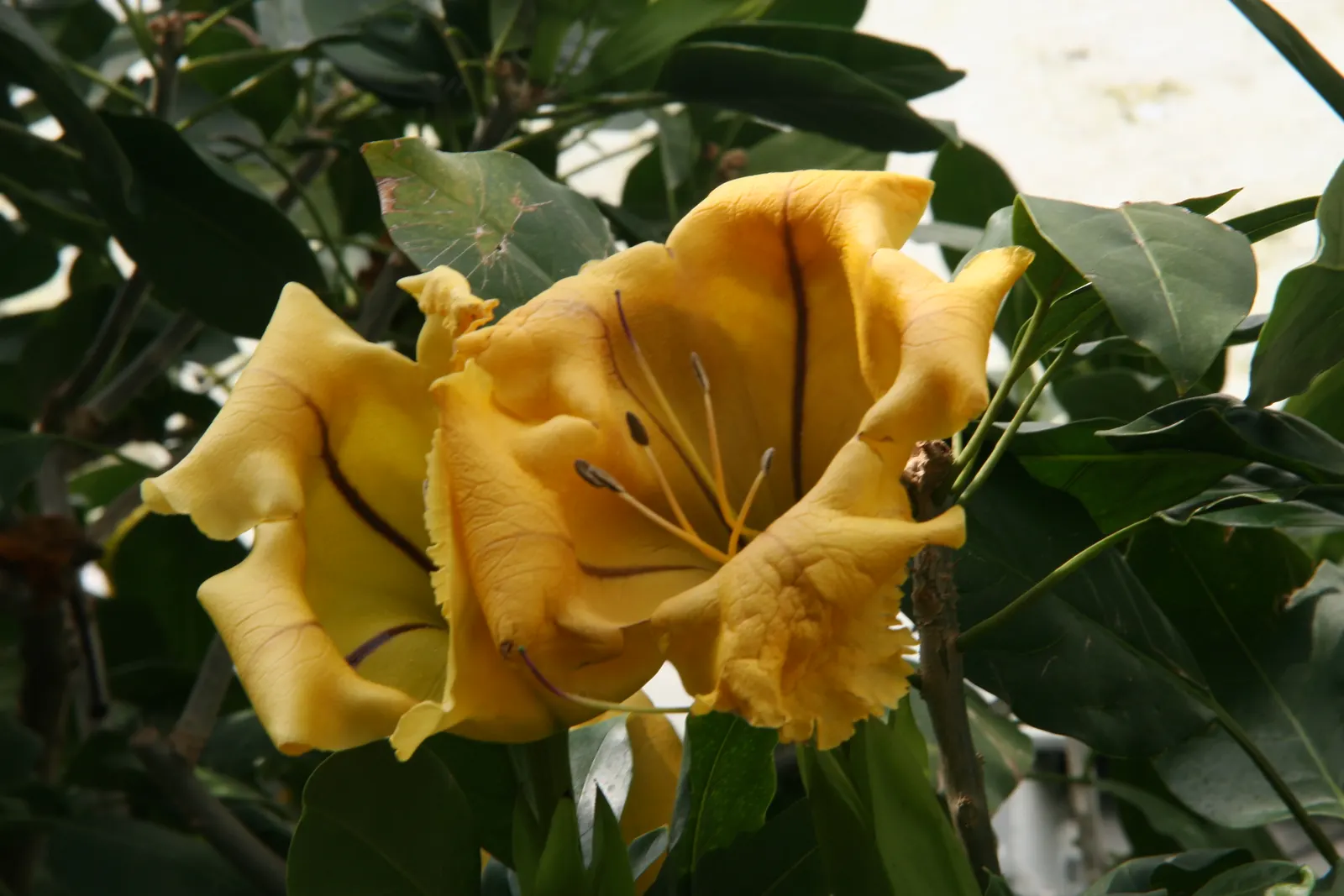 Cup Of Gold Vine (Solandra Maxima) — Hardy to USDA Zone 9, it's a stunning focal point in warm regions
