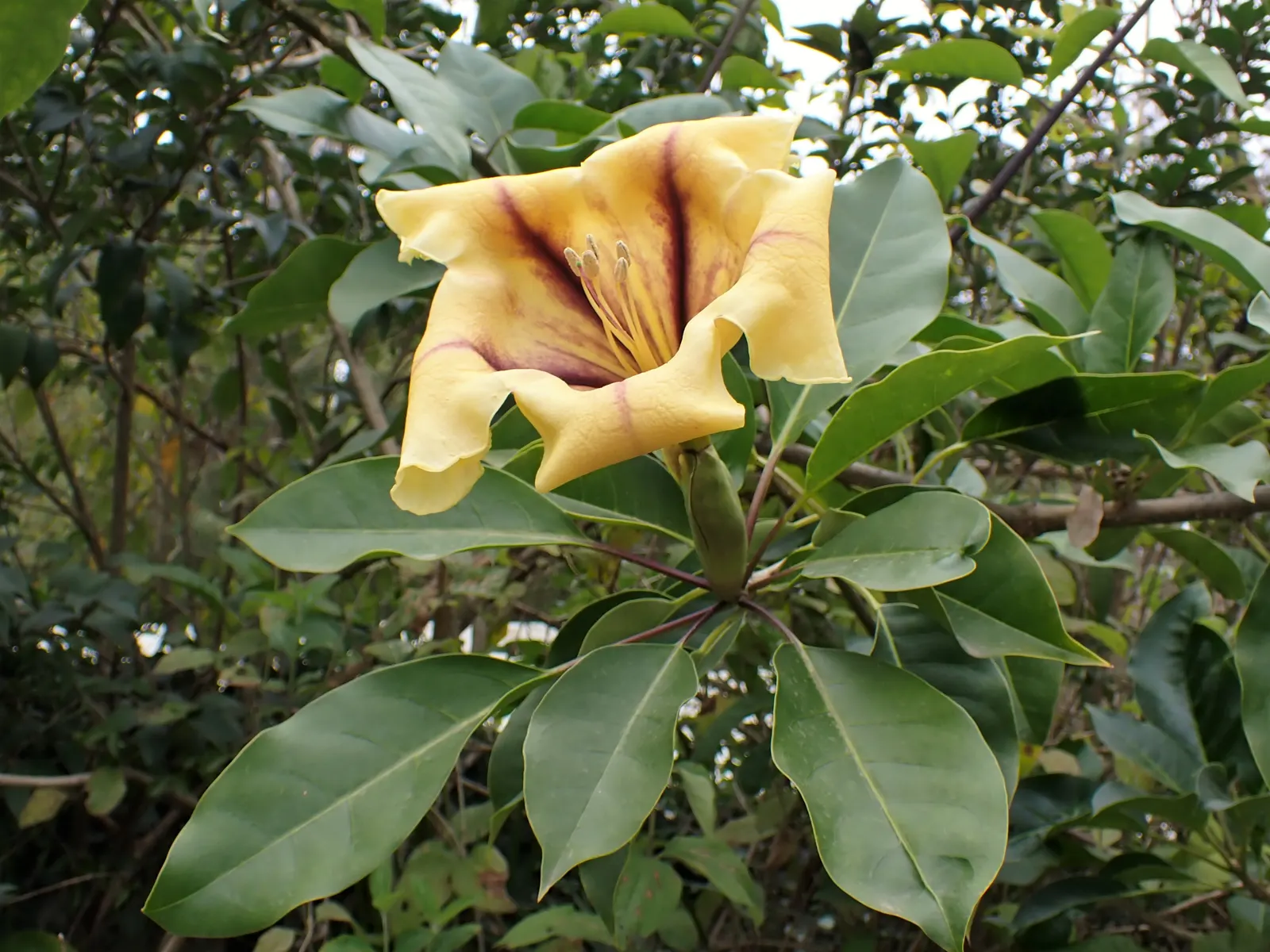 Cup Of Gold Vine (Solandra Maxima) — vine with gold blooms