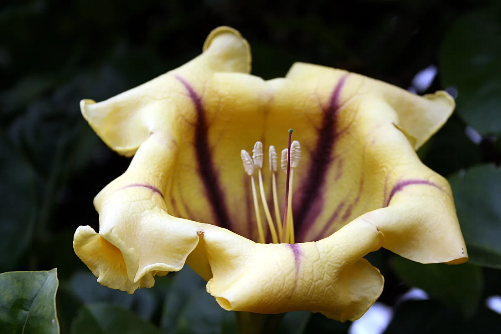 Cup Of Gold Vine (Solandra Maxima) — a robust evergreen climber; is a stunning flowering plant that boasts some of the most impressive blooms in the plant