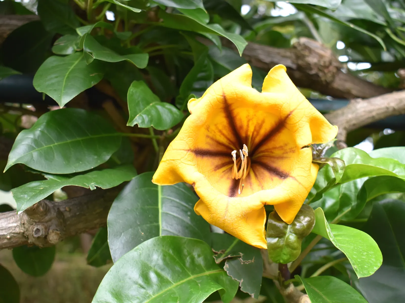Cup Of Gold Vine (Solandra Maxima) — is a stunning flowering plant that boasts some of the most impressive blooms in the plant kingdom; the vine rapidly grows