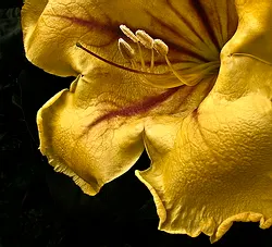 Cup Of Gold Vine (Solandra Maxima) — Ideal for trellises or fences, this tropical beauty requires sturdy support and well-draining soil; native to Mexico and