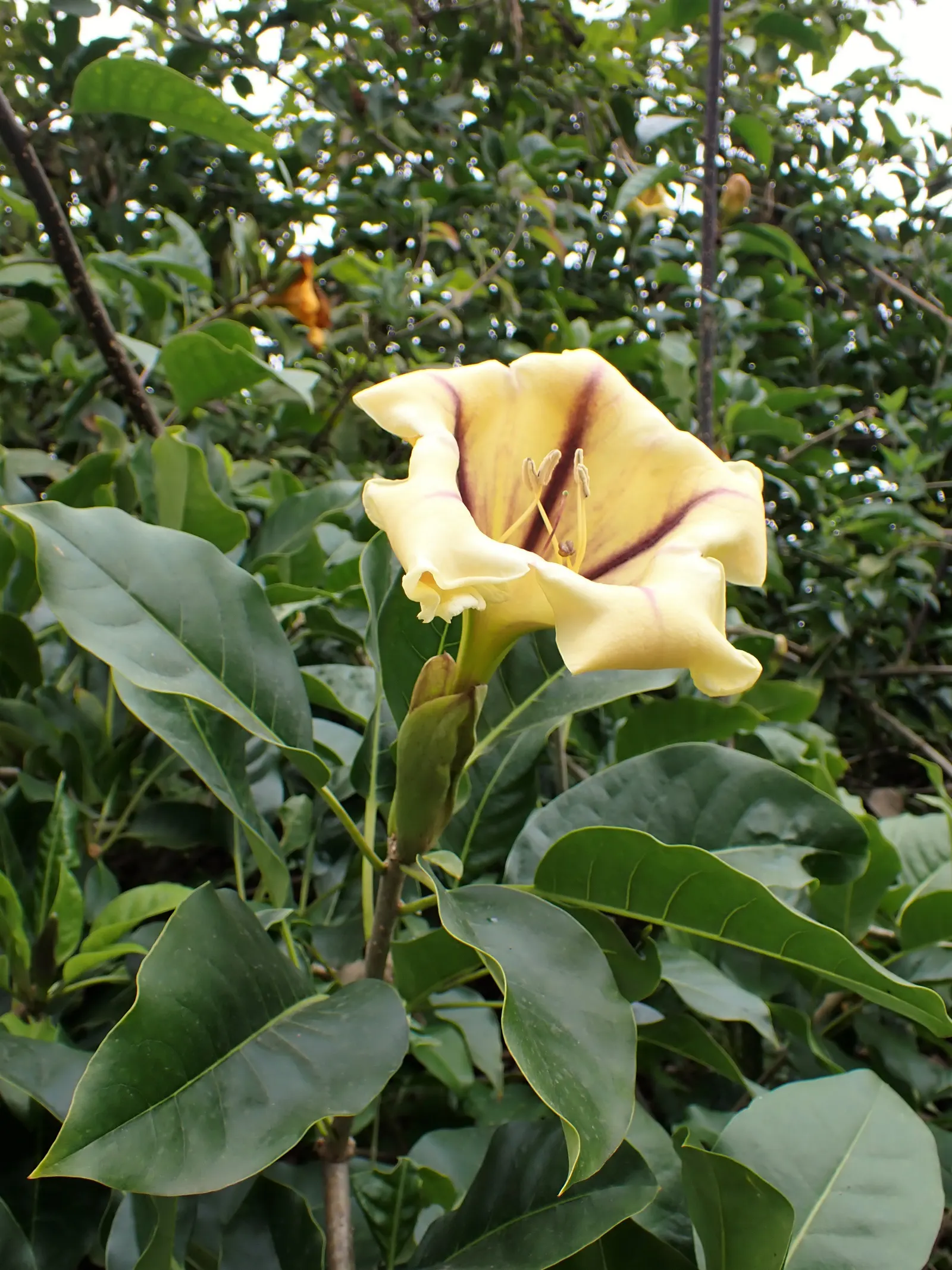 Cup Of Gold Vine (Solandra Maxima) — <br><br>Incorporating the Cup of Gold Vine into a garden landscape offers a bold