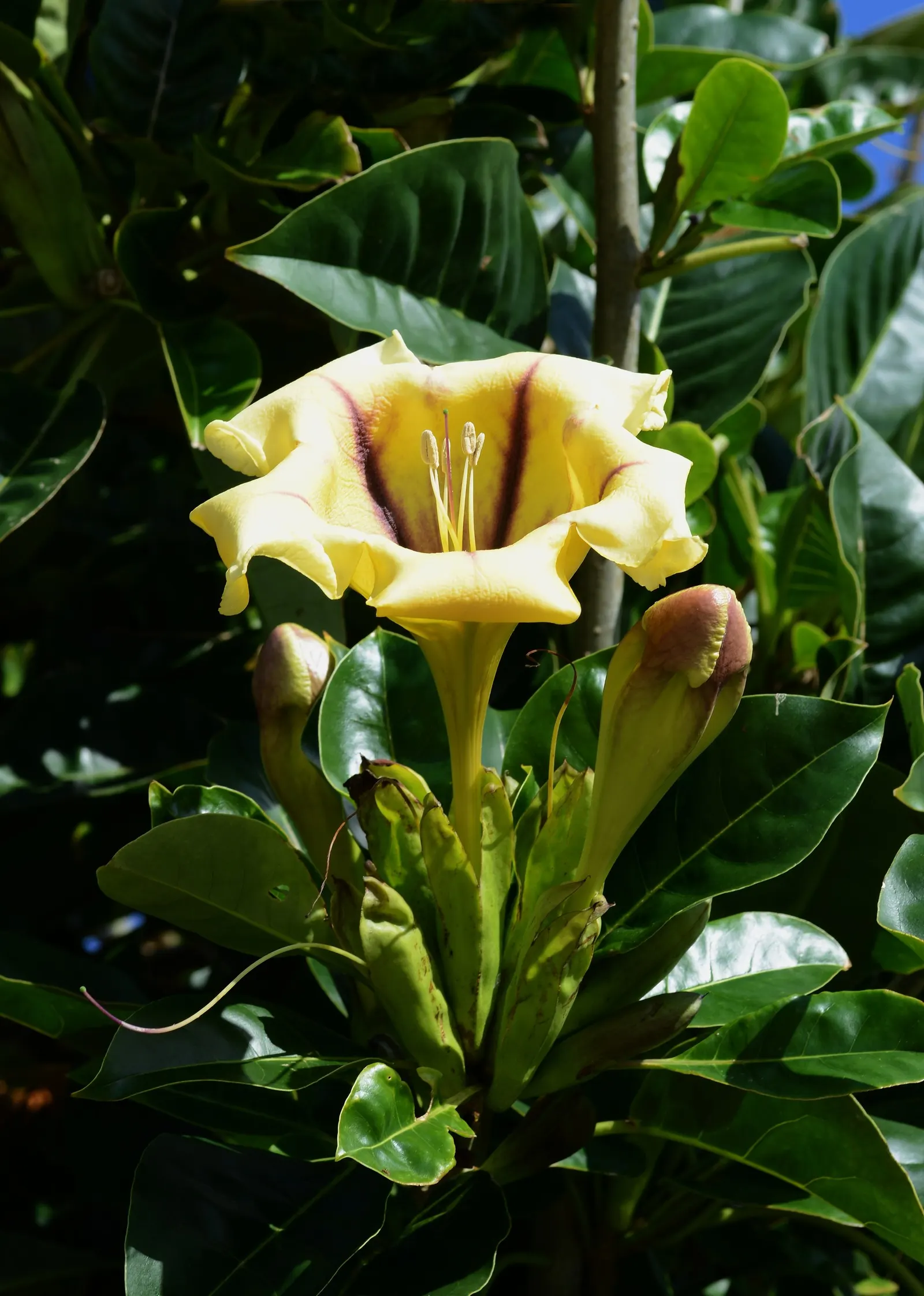 Cup Of Gold Vine (Solandra Maxima) — evergreen climber is suited for USDA zones 9 through 11 and thrives in full sun to partial shade; particularly potent at