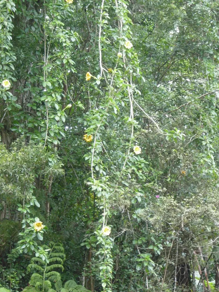 Cup Of Gold Vine (Solandra Maxima) — such as moths and bats.<br><br>For proper cultivation; this nocturnal blooming schedule aligns with its pollinators