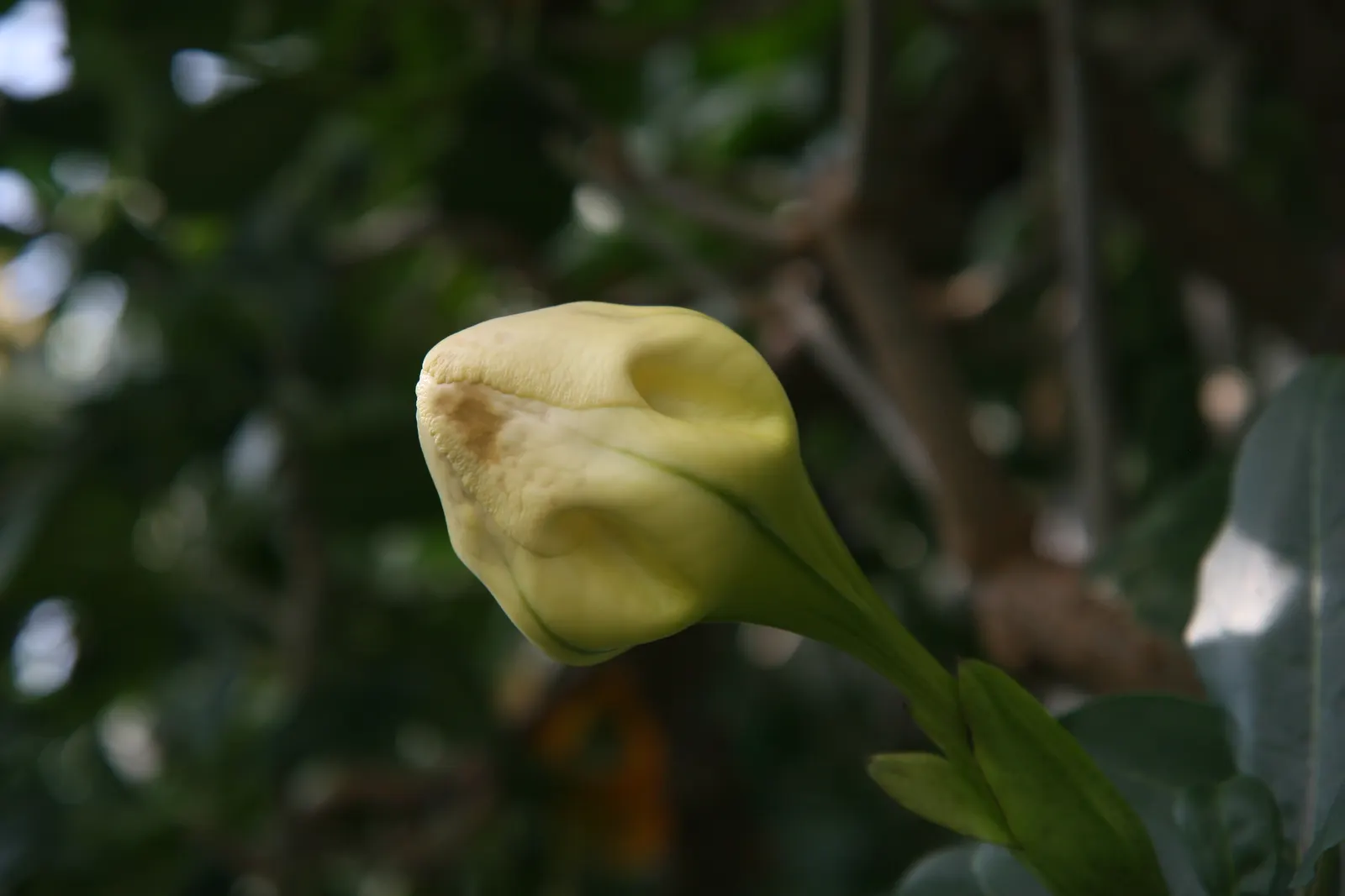 Cup Of Gold Vine (Solandra Maxima) — the Cup of Gold Vine can reach substantial heights