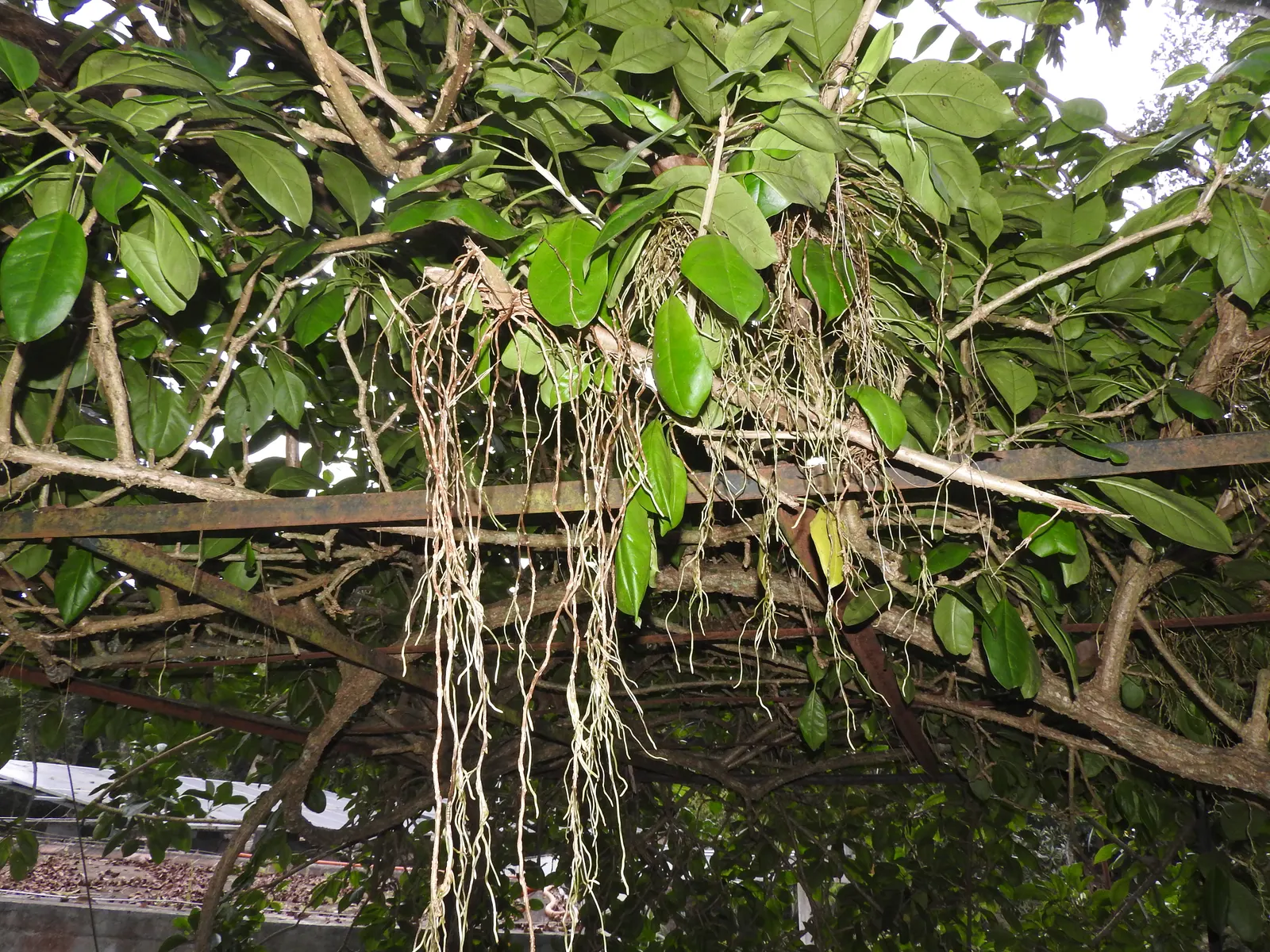 Cup Of Gold Vine (Solandra Maxima) — The Cup of Gold Vine (Solandra maxima); pruning can be conducted after flowering to maintain shape and size