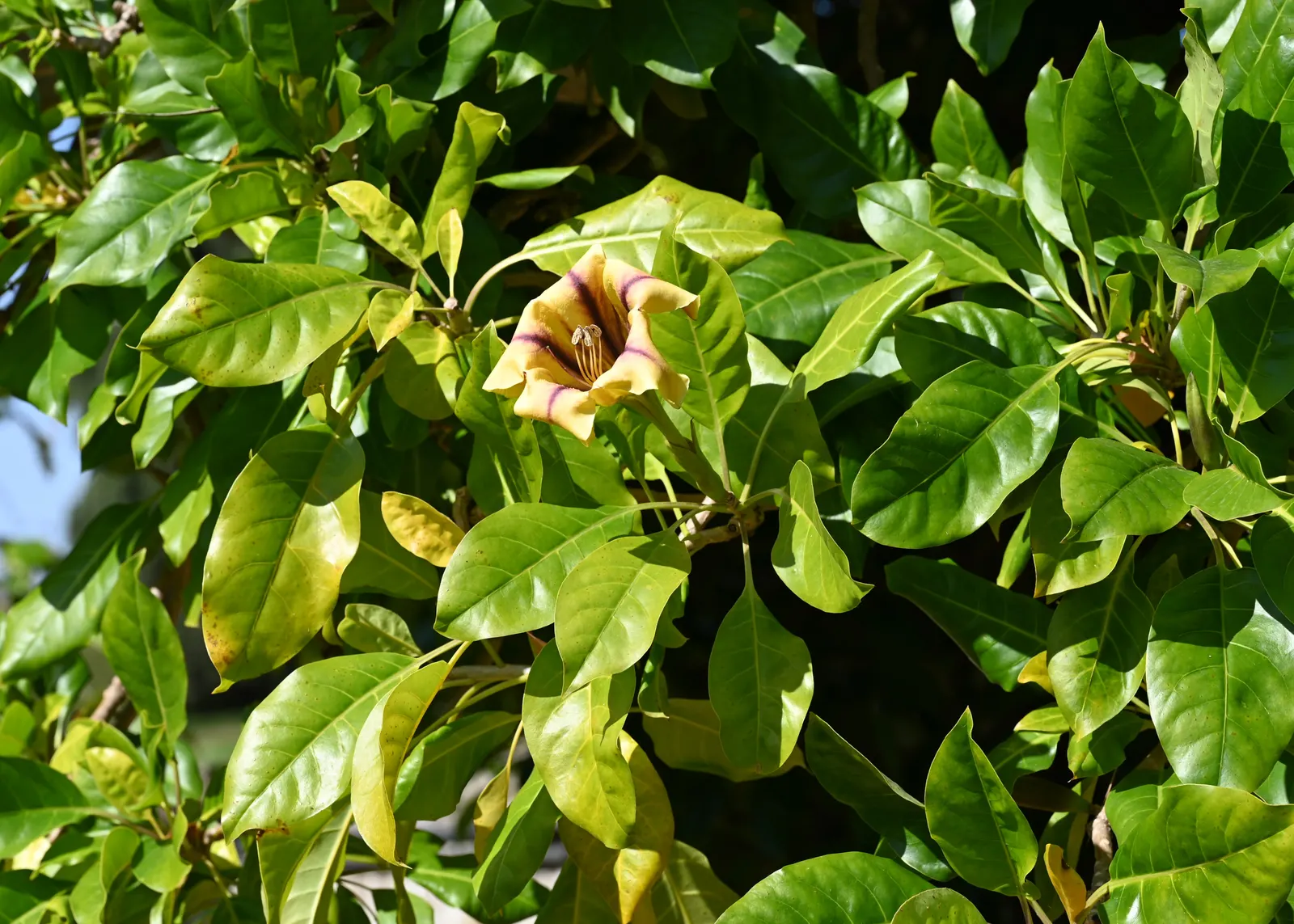 Cup Of Gold Vine (Solandra Maxima) — chalice-shaped flowers up to 8 inches across; its vigorous growth habit makes it an ideal candidate for creating a lush