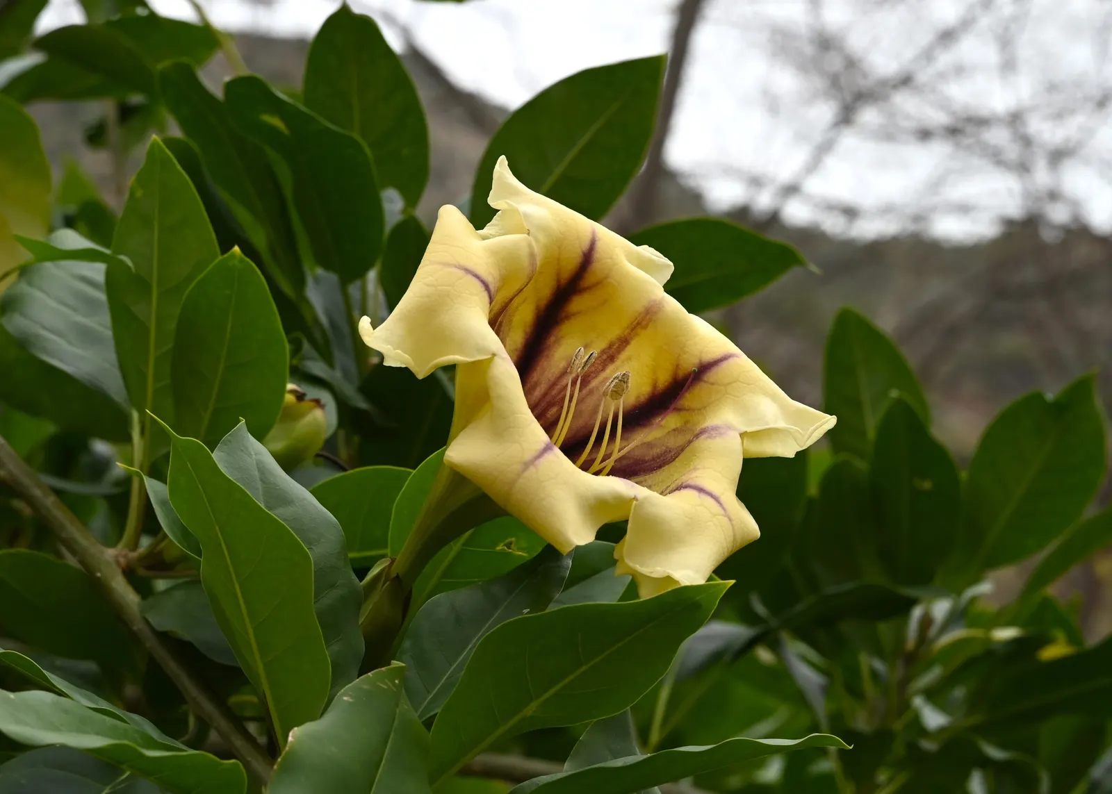 Cup Of Gold Vine (Solandra Maxima) — particularly potent at night