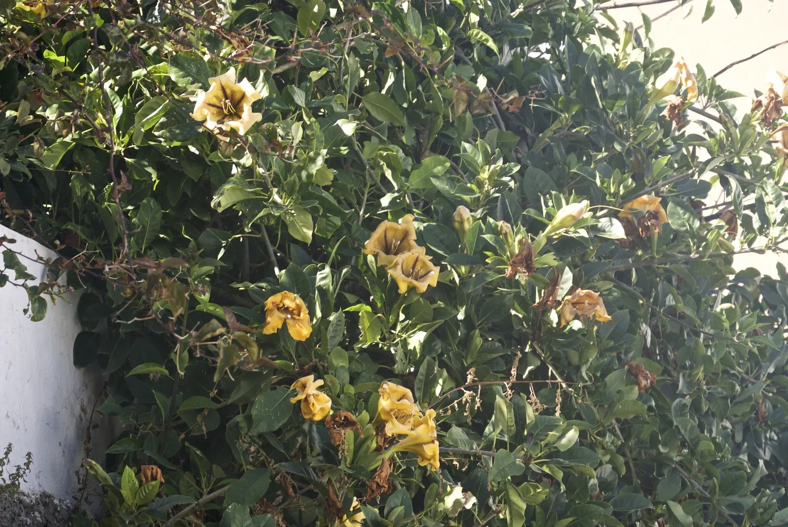 Cup Of Gold Vine (Solandra Maxima) — <br><br>Characterized by its glossy