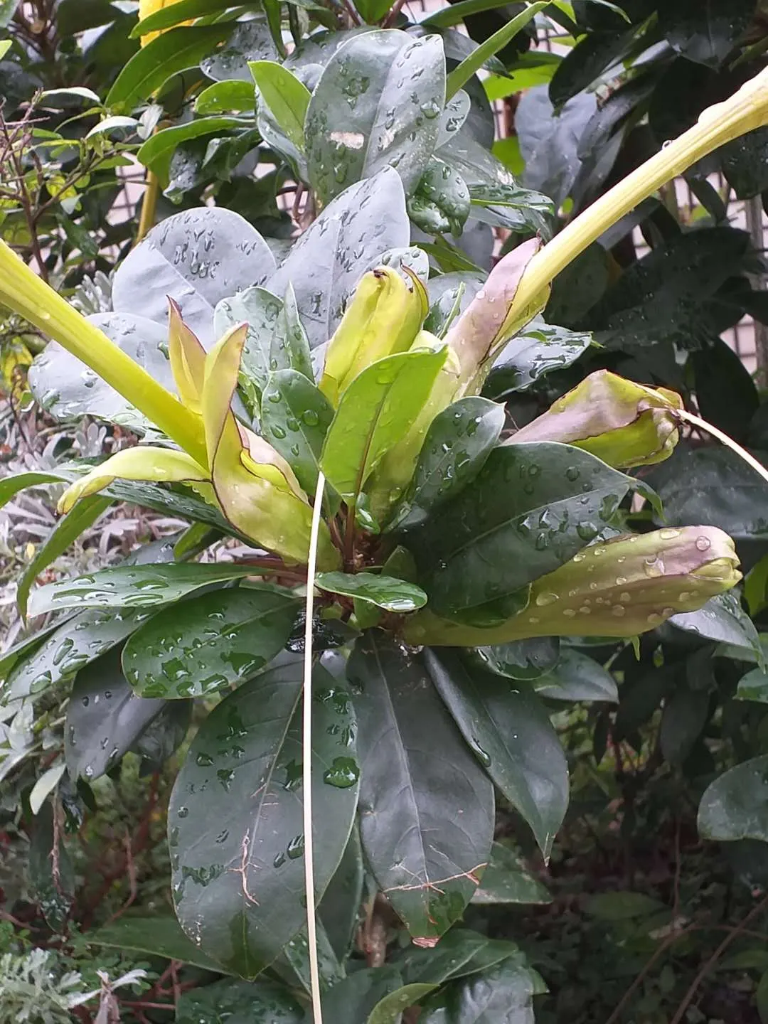 Cup Of Gold Vine (Solandra Maxima) — Solandra maxima requires well-drained soil and regular watering; <br><br>Incorporating the Cup of Gold Vine into a garden