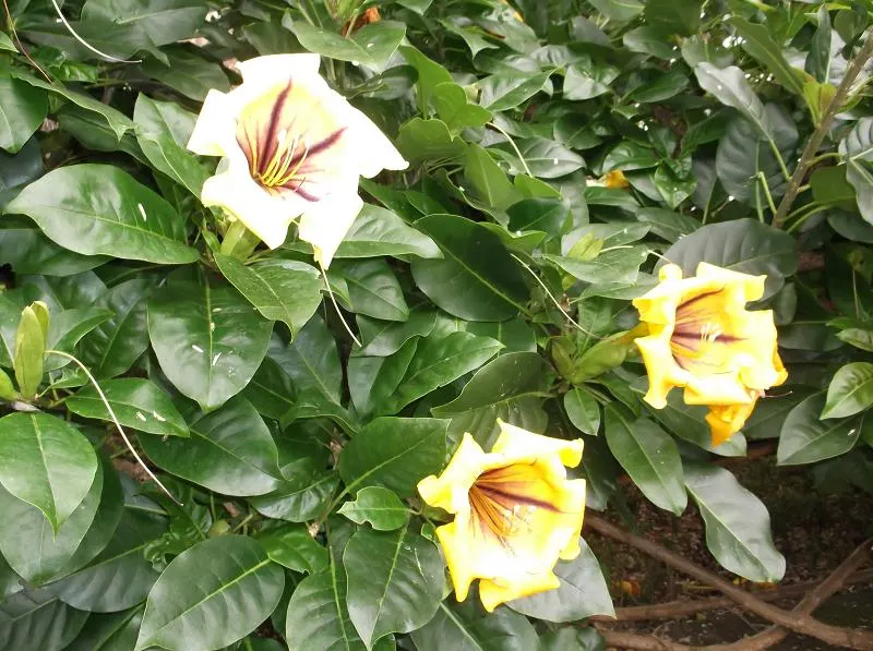 Cup Of Gold Vine (Solandra Maxima) — exuding a heady fragrance; with reduced moisture in the winter months to prevent root rot