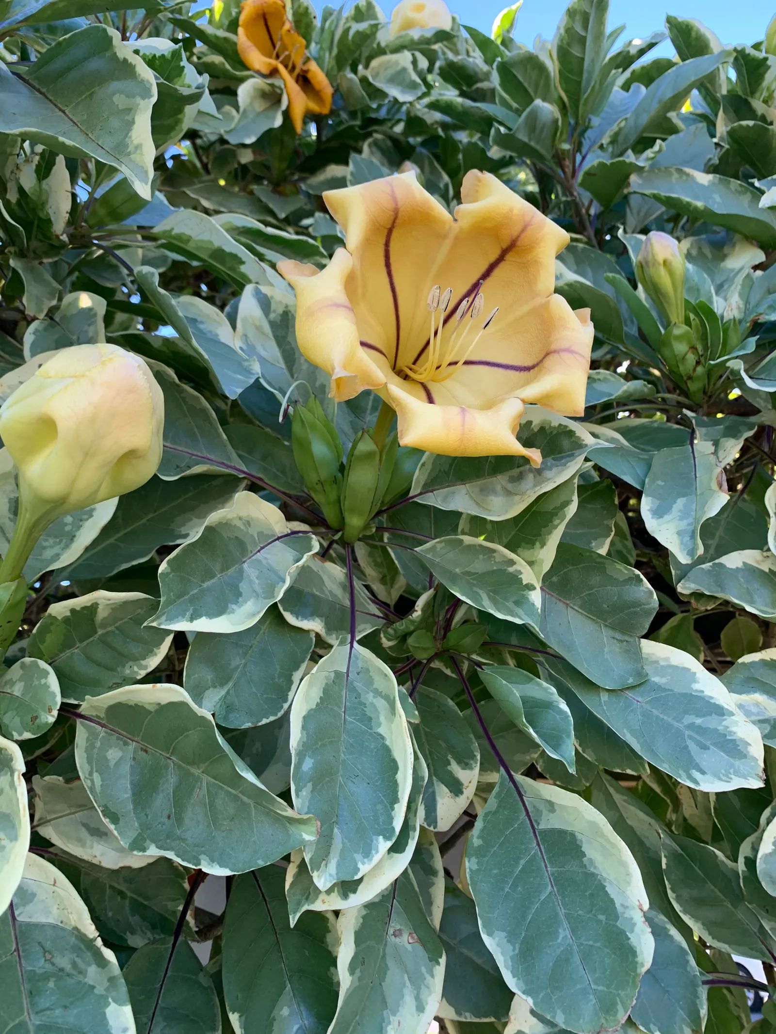 Cup Of Gold Vine (Solandra Maxima) — The vine rapidly grows to 40 feet, thriving in full sun to partial shade; its glossy, oval leaves span 4-6 inches in length
