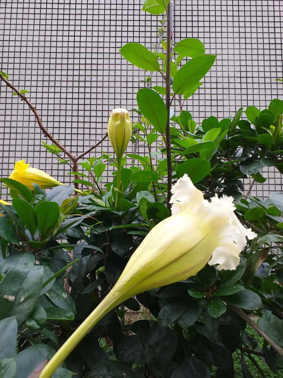 Cup Of Gold Vine (Solandra Maxima) — with reduced moisture in the winter months to prevent root rot; a robust evergreen climber