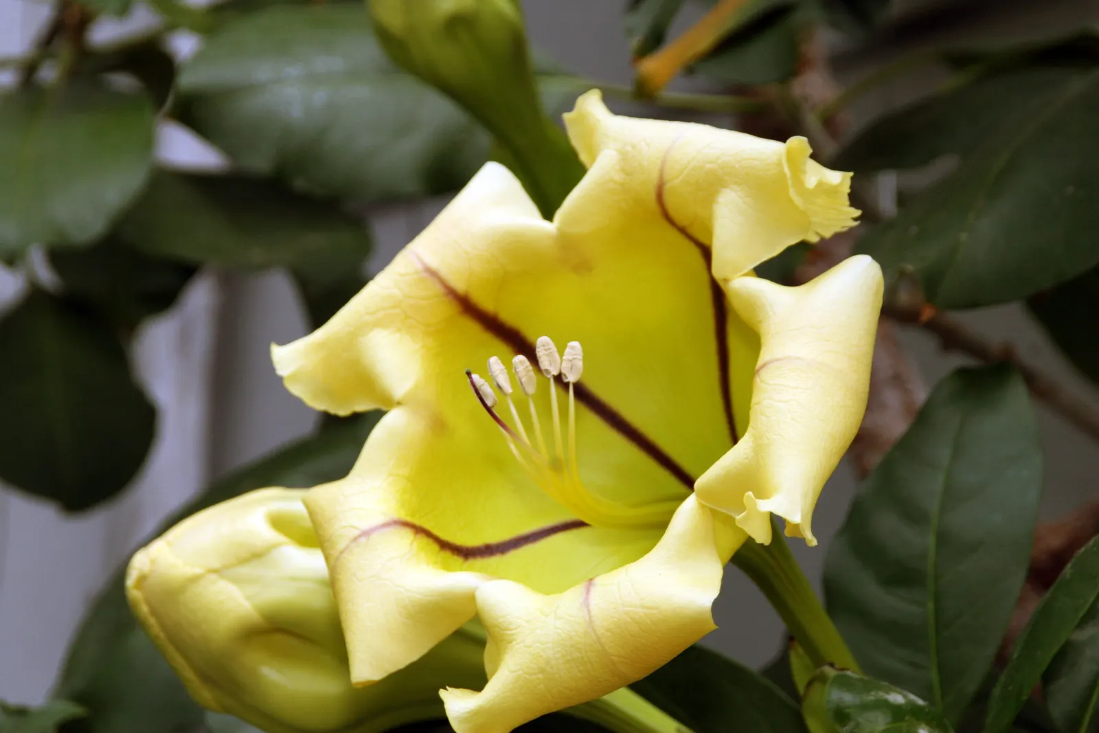 Cup Of Gold Vine (Solandra Maxima) — which can grow up to 6 inches in length; vine for full