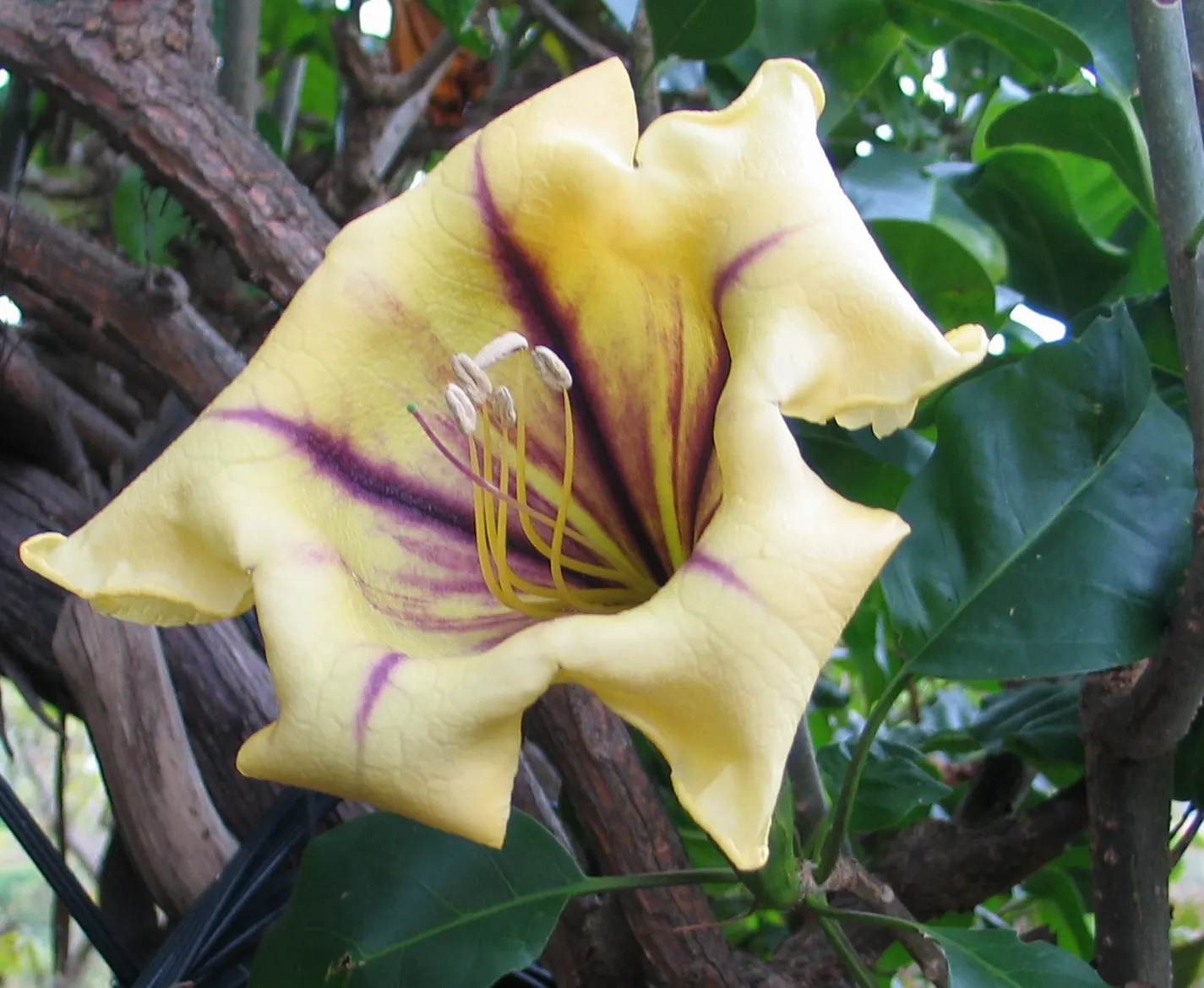 Cup Of Gold Vine (Solandra Maxima) — Cup of Gold Vine (Solandra maxima)