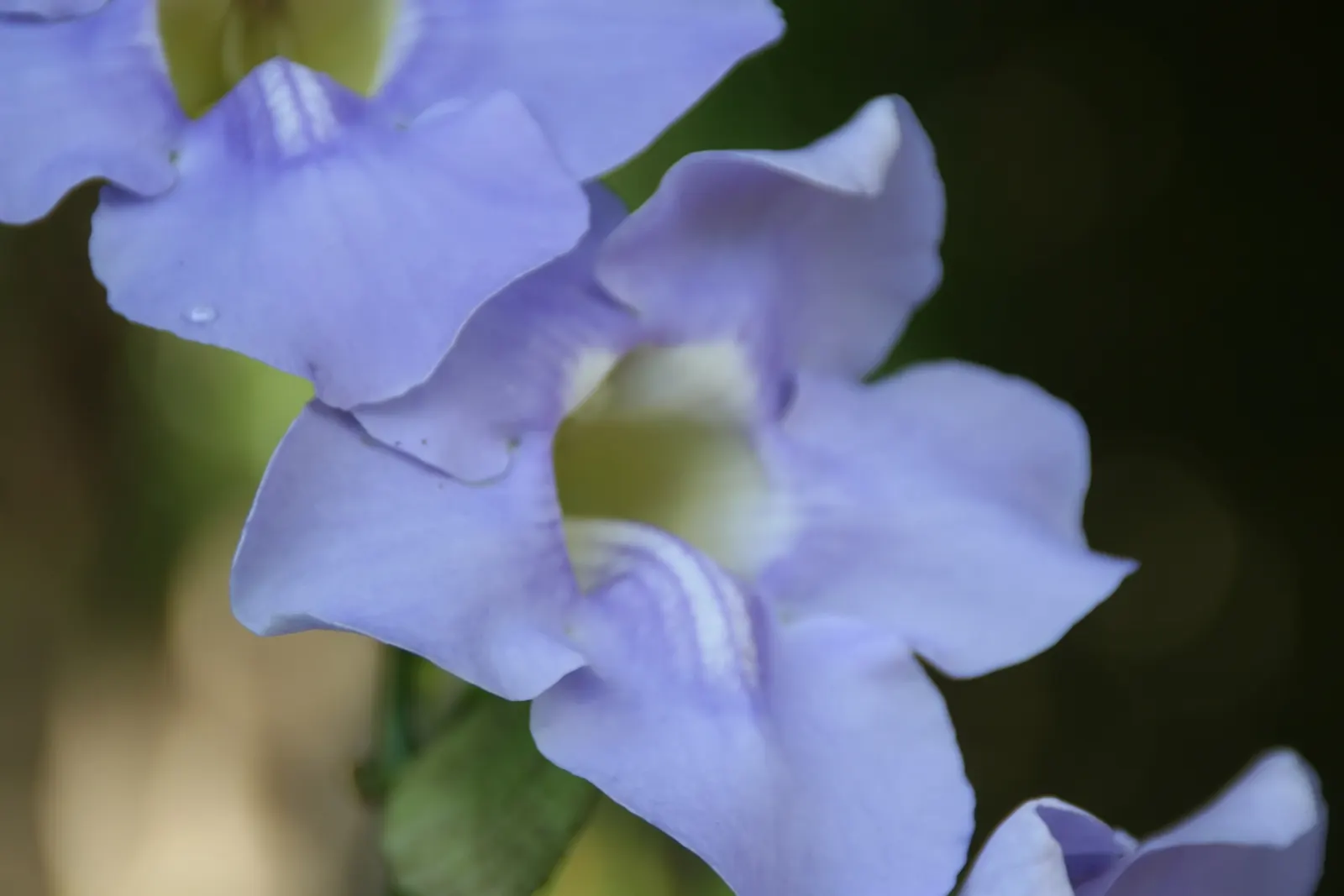 Cup Of Gold Vine (Solandra Maxima) — such as moths and bats.<br><br>For proper cultivation