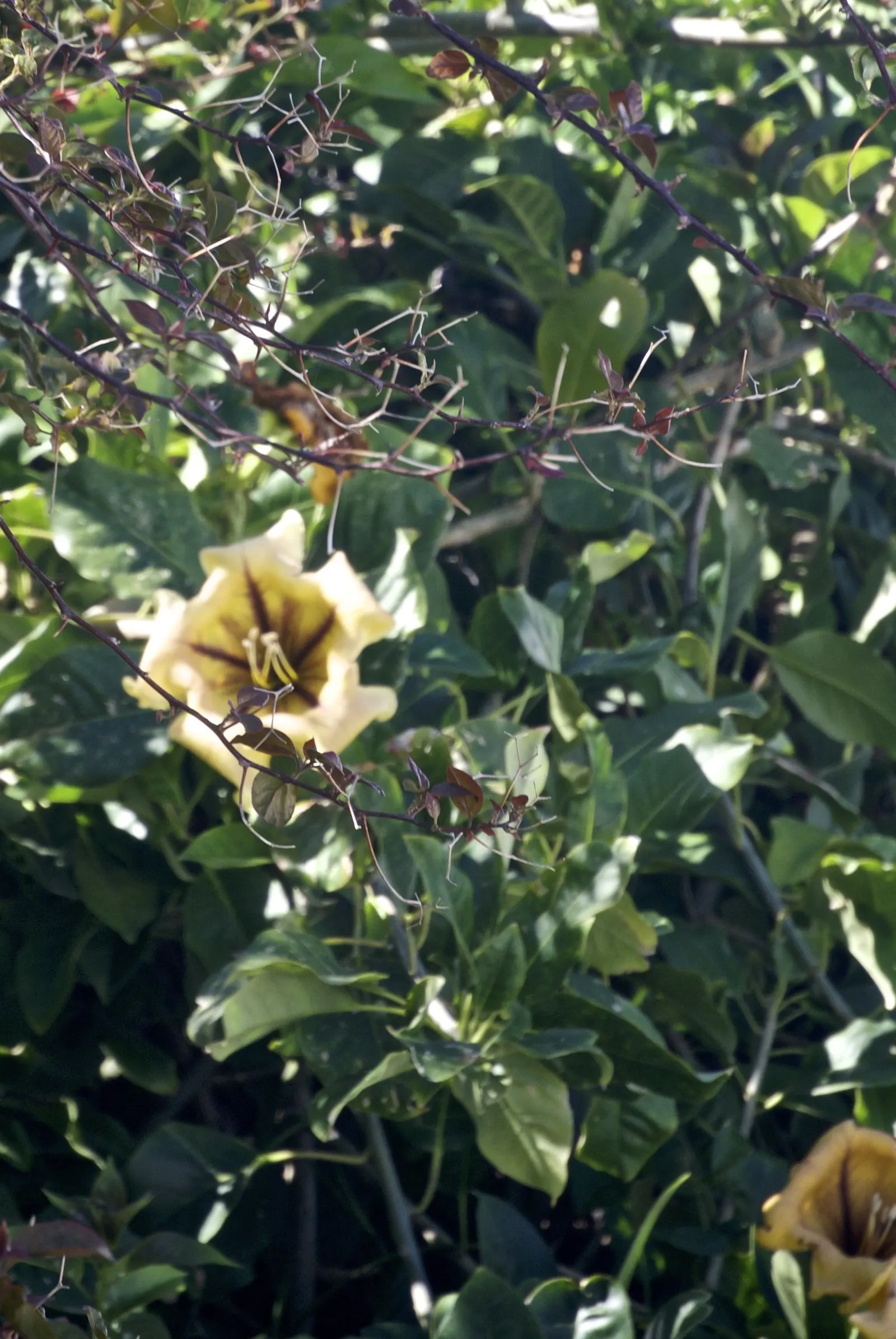 Cup Of Gold Vine (Solandra Maxima) — is a stunning flowering plant that boasts some of the most impressive blooms in the plant kingdom