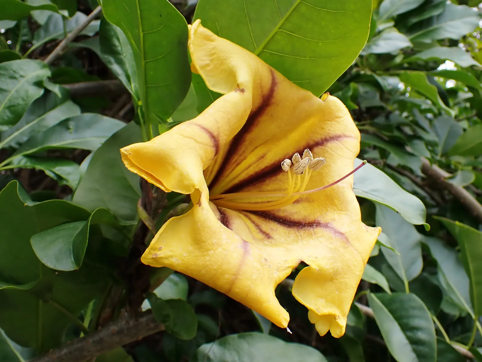 Cup Of Gold Vine (Solandra Maxima) — Care should be taken as all parts of the plant are toxic if ingested