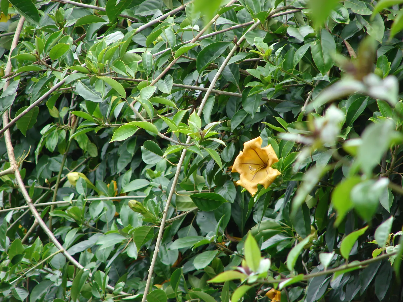 Cup Of Gold Vine (Solandra Maxima) — evergreen climber is suited for USDA zones 9 through 11 and thrives in full sun to partial shade