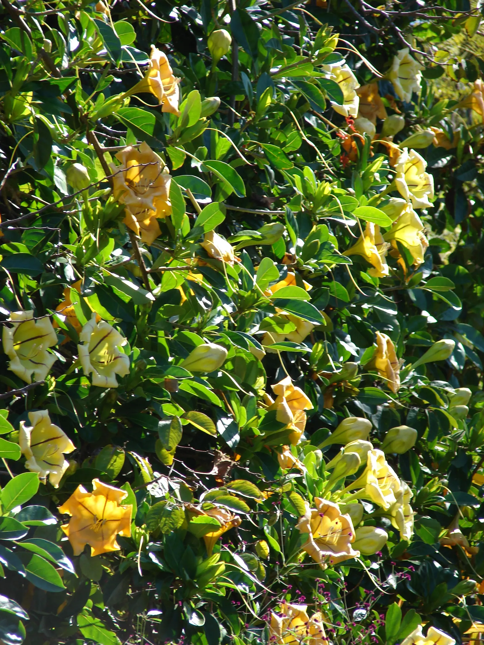 Cup Of Gold Vine (Solandra Maxima) — Native to Mexico and Central America; evergreen climber is suited for USDA zones 9 through 11 and thrives in full sun to