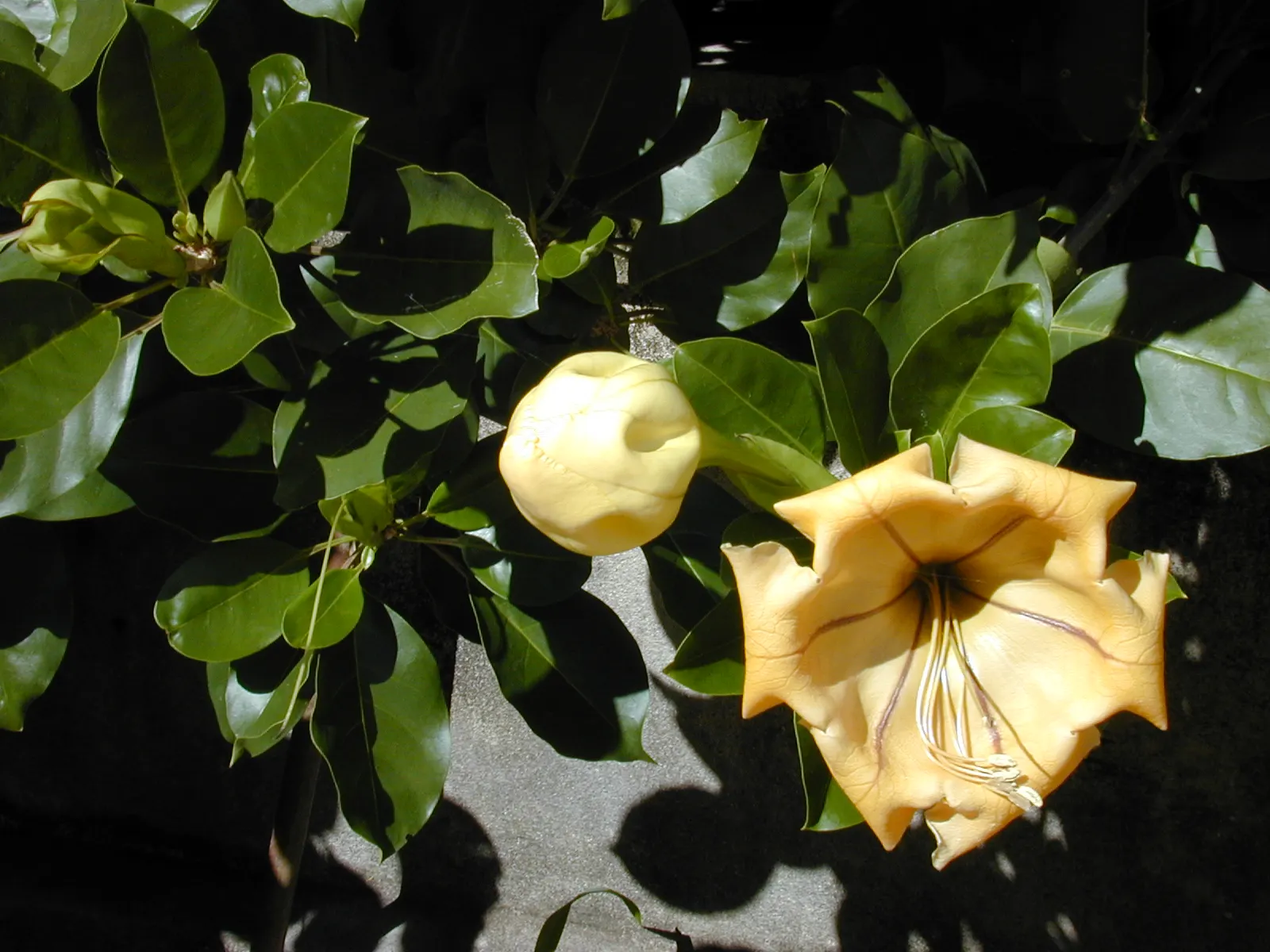 Cup Of Gold Vine (Solandra Maxima) — often climbing 40 feet or more when supported by a strong structure such as a trellis; <br><br>Characterized by its glossy