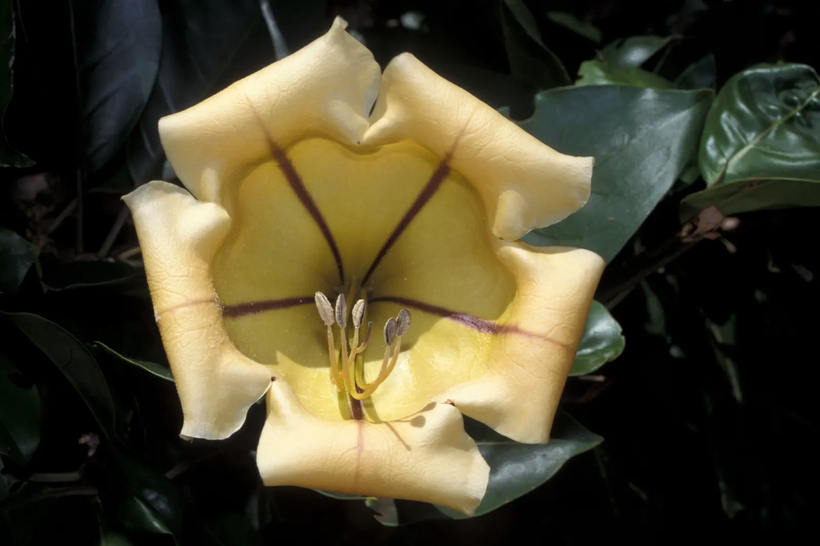 Cup Of Gold Vine (Solandra Maxima) — with purple streaks adorning the throats