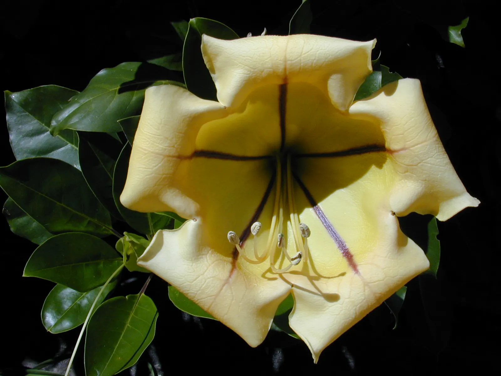 Cup Of Gold Vine (Solandra Maxima) — making it a sublime choice for a sensory garden element