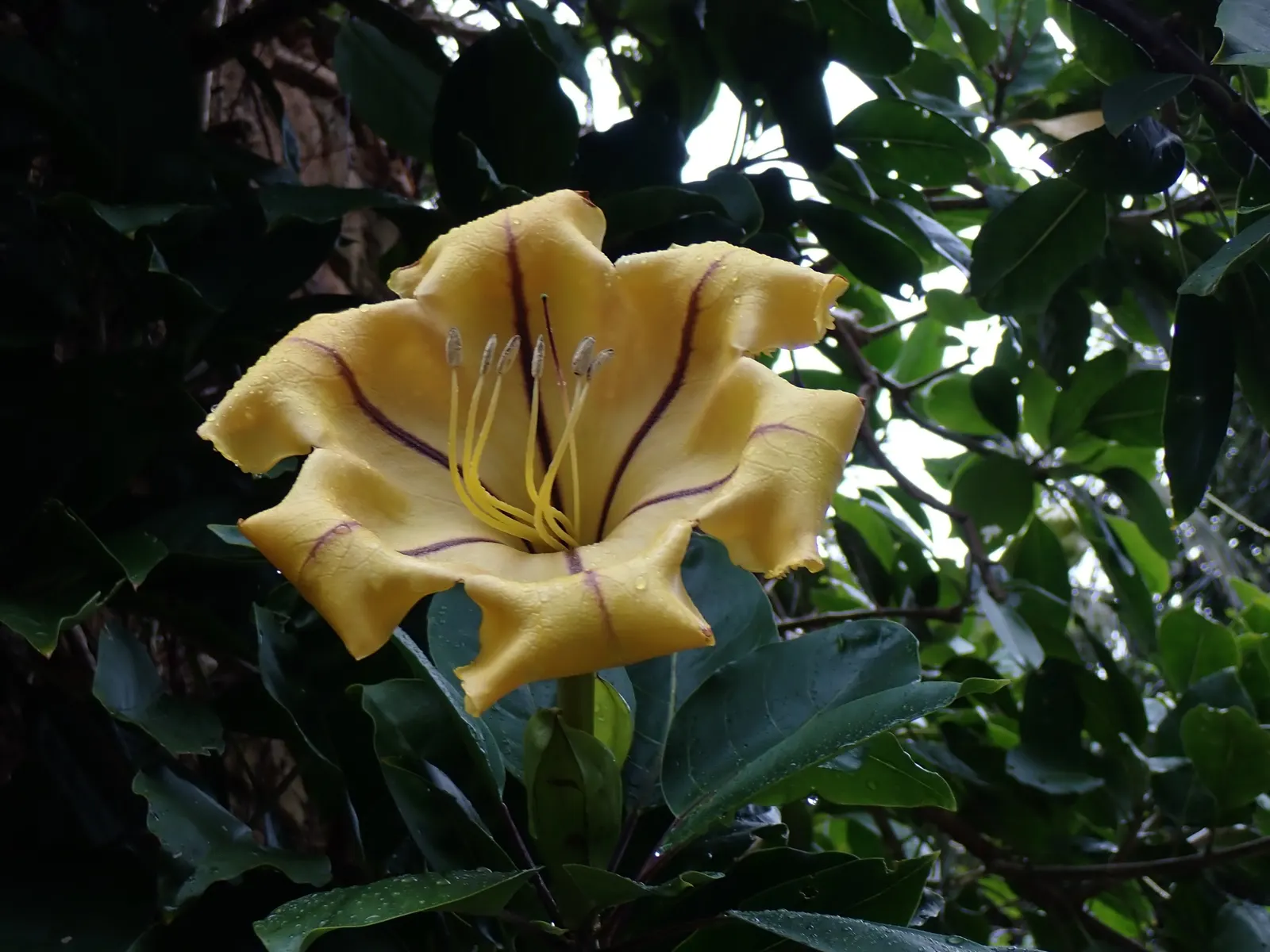 Cup Of Gold Vine (Solandra Maxima) — with reduced moisture in the winter months to prevent root rot