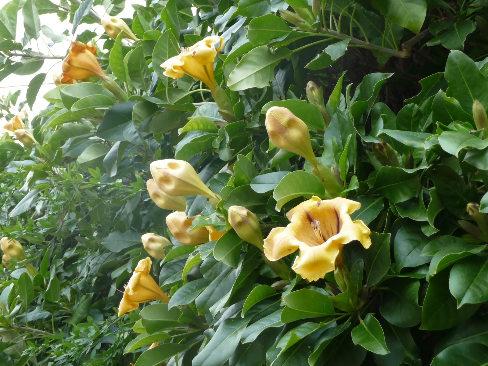 Cup Of Gold Vine (Solandra Maxima) — exuding a heady fragrance