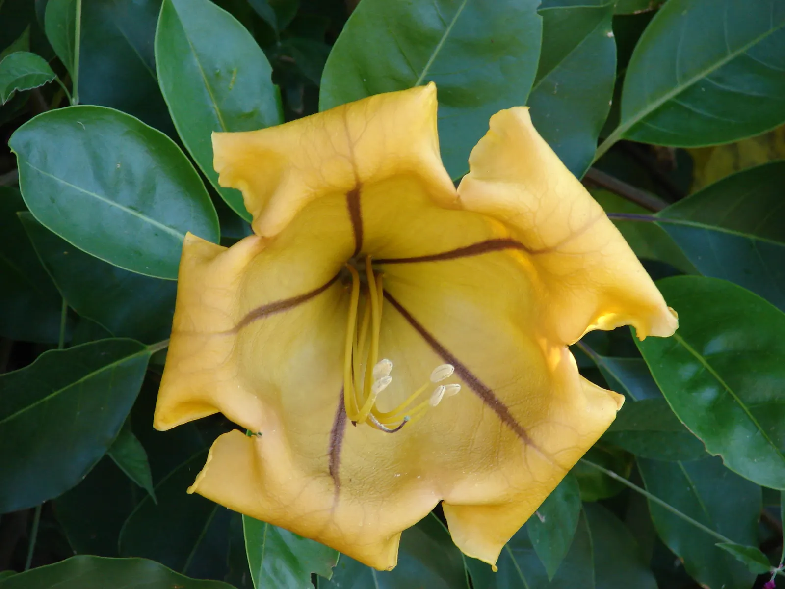 Cup Of Gold Vine (Solandra Maxima) — Its vigorous growth habit makes it an ideal candidate for creating a lush