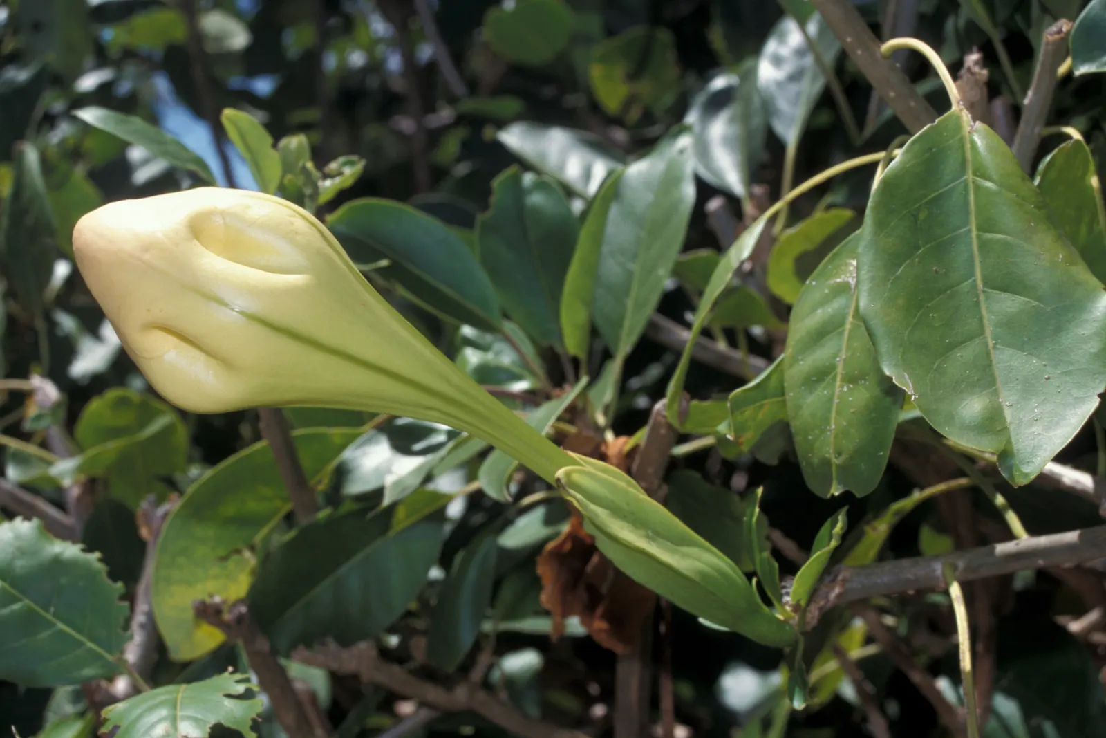 Cup Of Gold Vine (Solandra Maxima) — The Cup of Gold Vine (Solandra maxima)