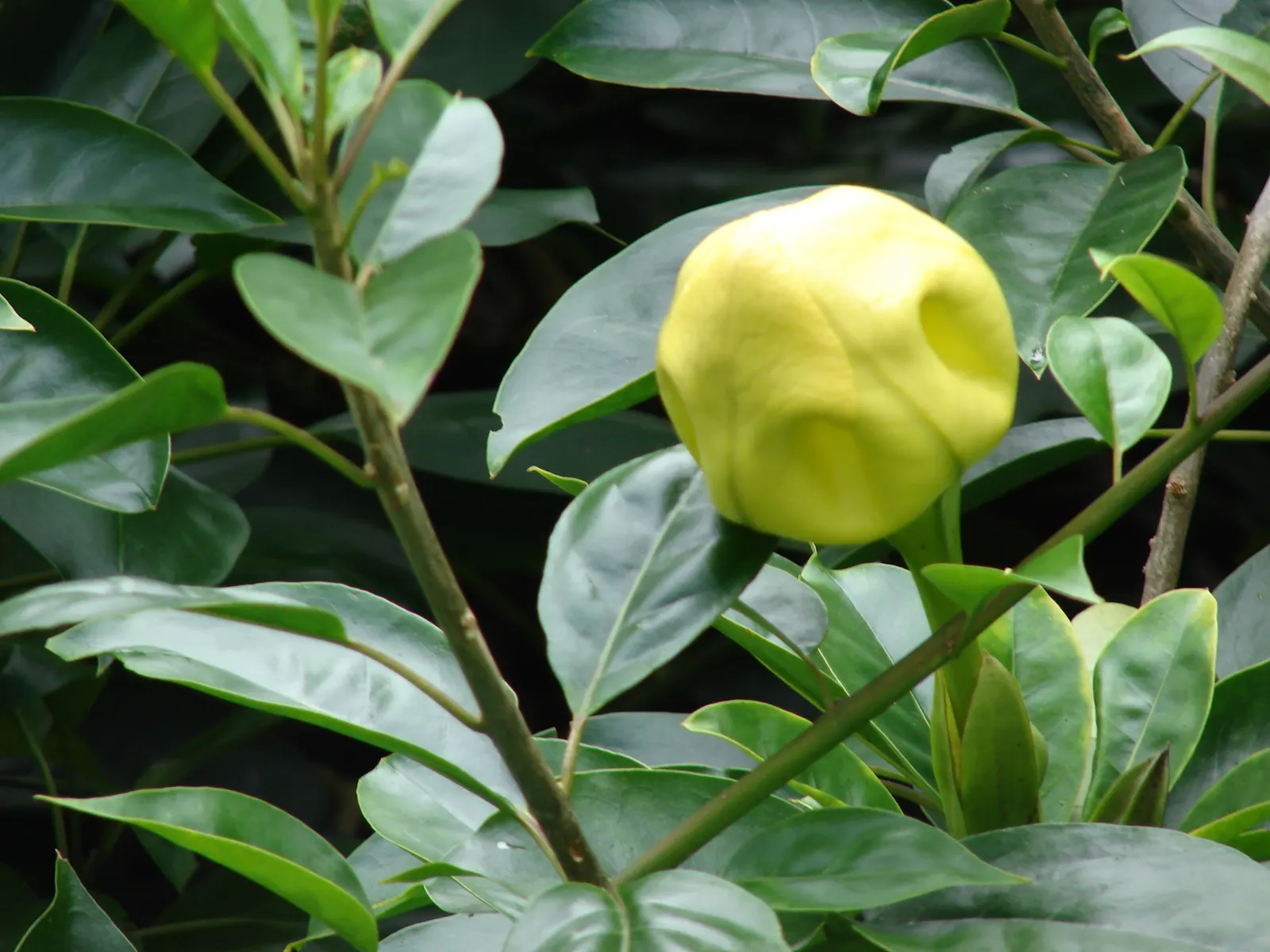 Cup Of Gold Vine (Solandra Maxima) — Pruning can be conducted after flowering to maintain shape and size