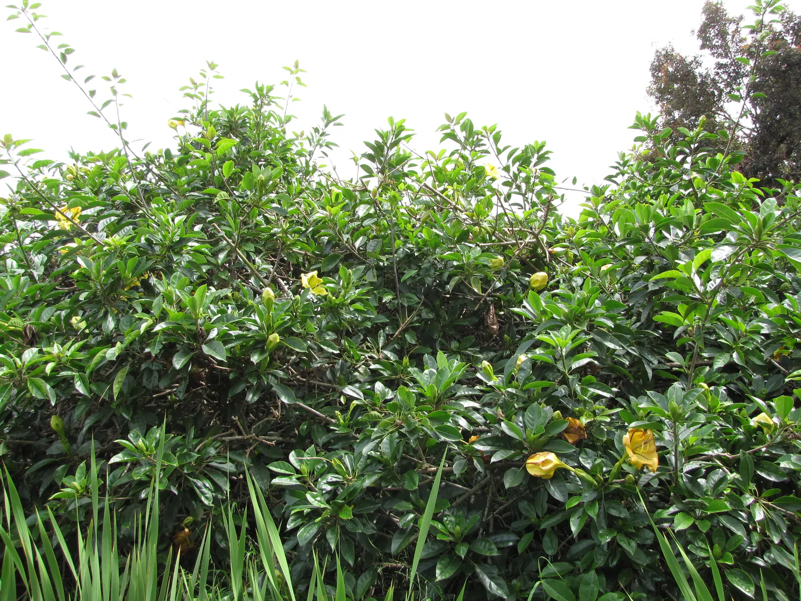 Cup Of Gold Vine (Solandra Maxima) — The vine rapidly grows to 40 feet, thriving in full sun to partial shade