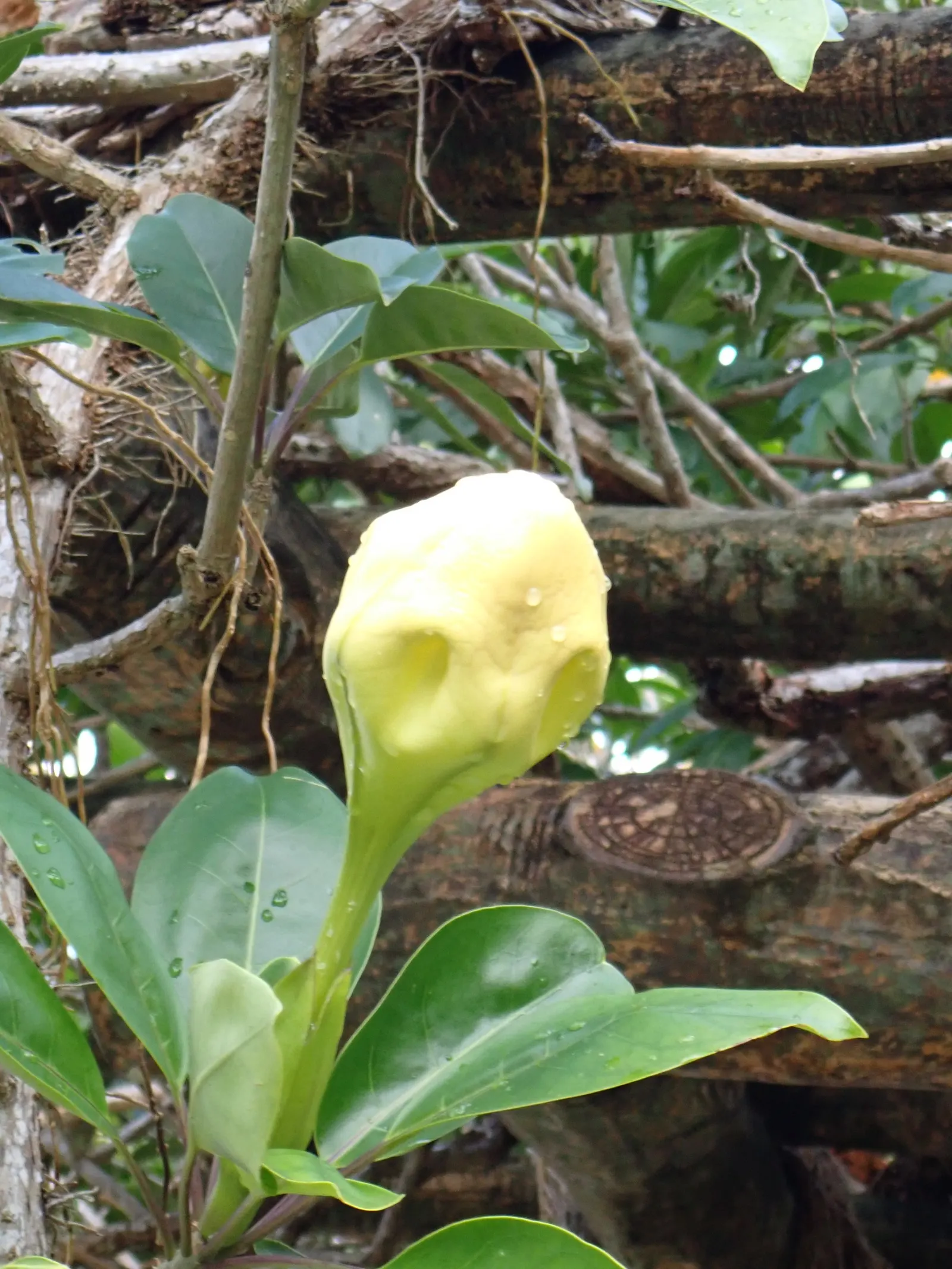 Cup Of Gold Vine (Solandra Maxima) — which can grow up to 6 inches in length
