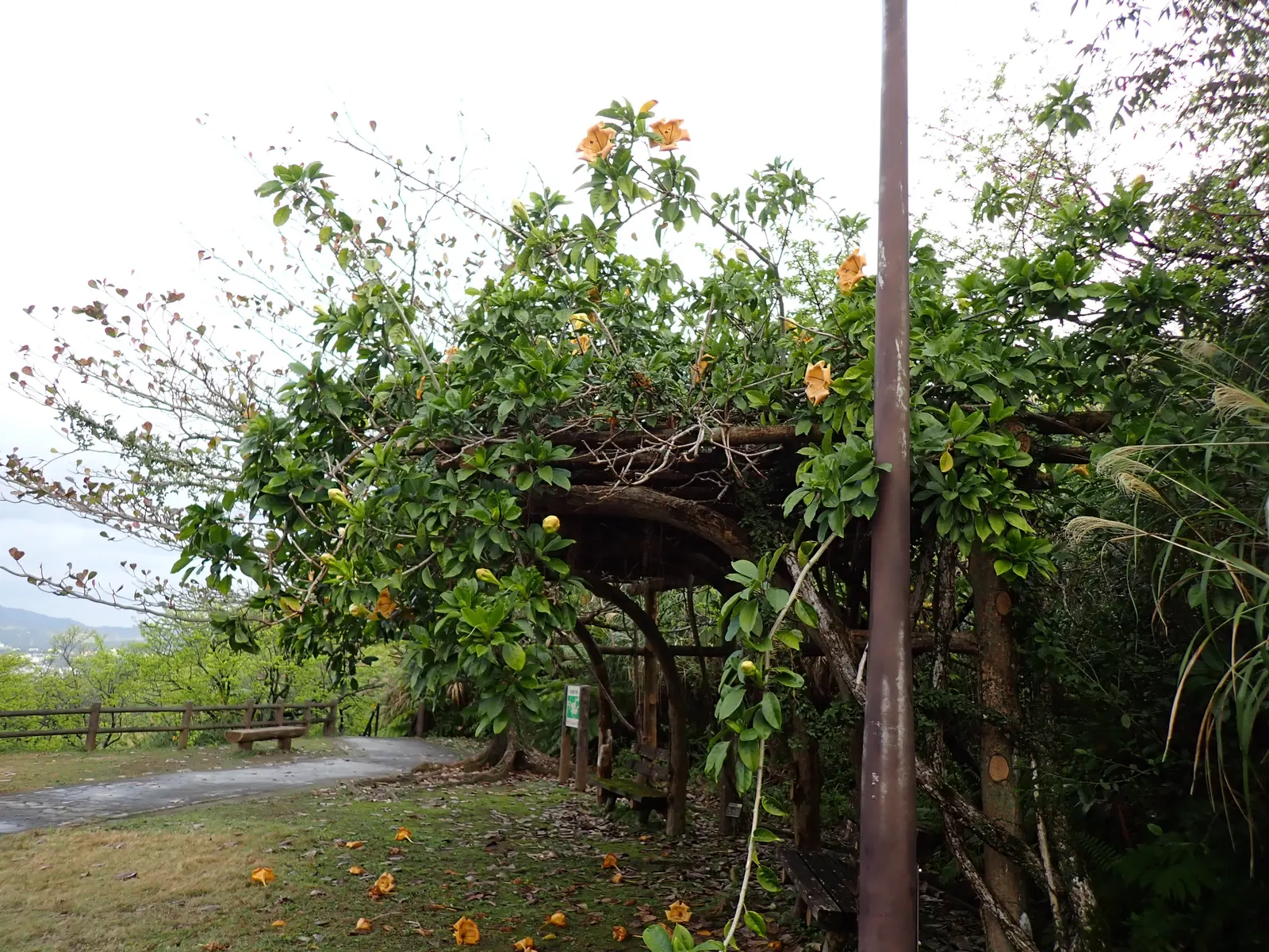 Cup Of Gold Vine (Solandra Maxima) — Native to Mexico and Central America