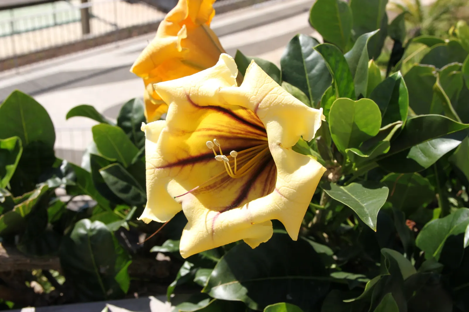 Cup Of Gold Vine (Solandra Maxima) — so it should be positioned out of reach of pets and children