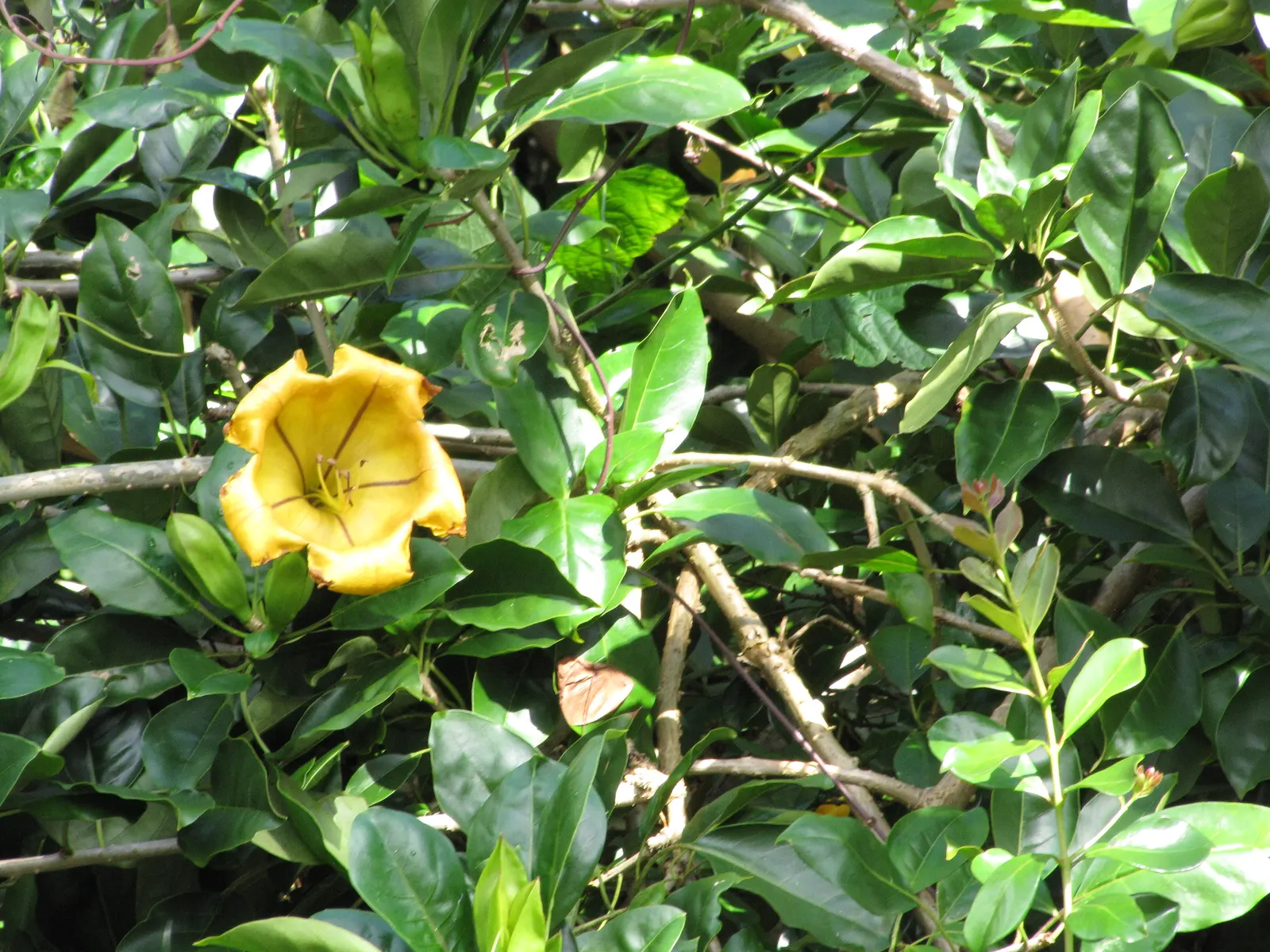 Cup Of Gold Vine (Solandra Maxima) — Ideal for trellises or fences, this tropical beauty requires sturdy support and well-draining soil