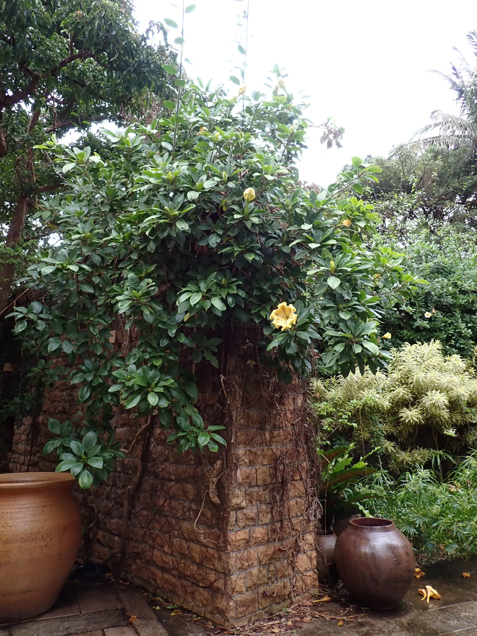 Cup Of Gold Vine (Solandra Maxima) — Its glossy, oval leaves span 4-6 inches in length