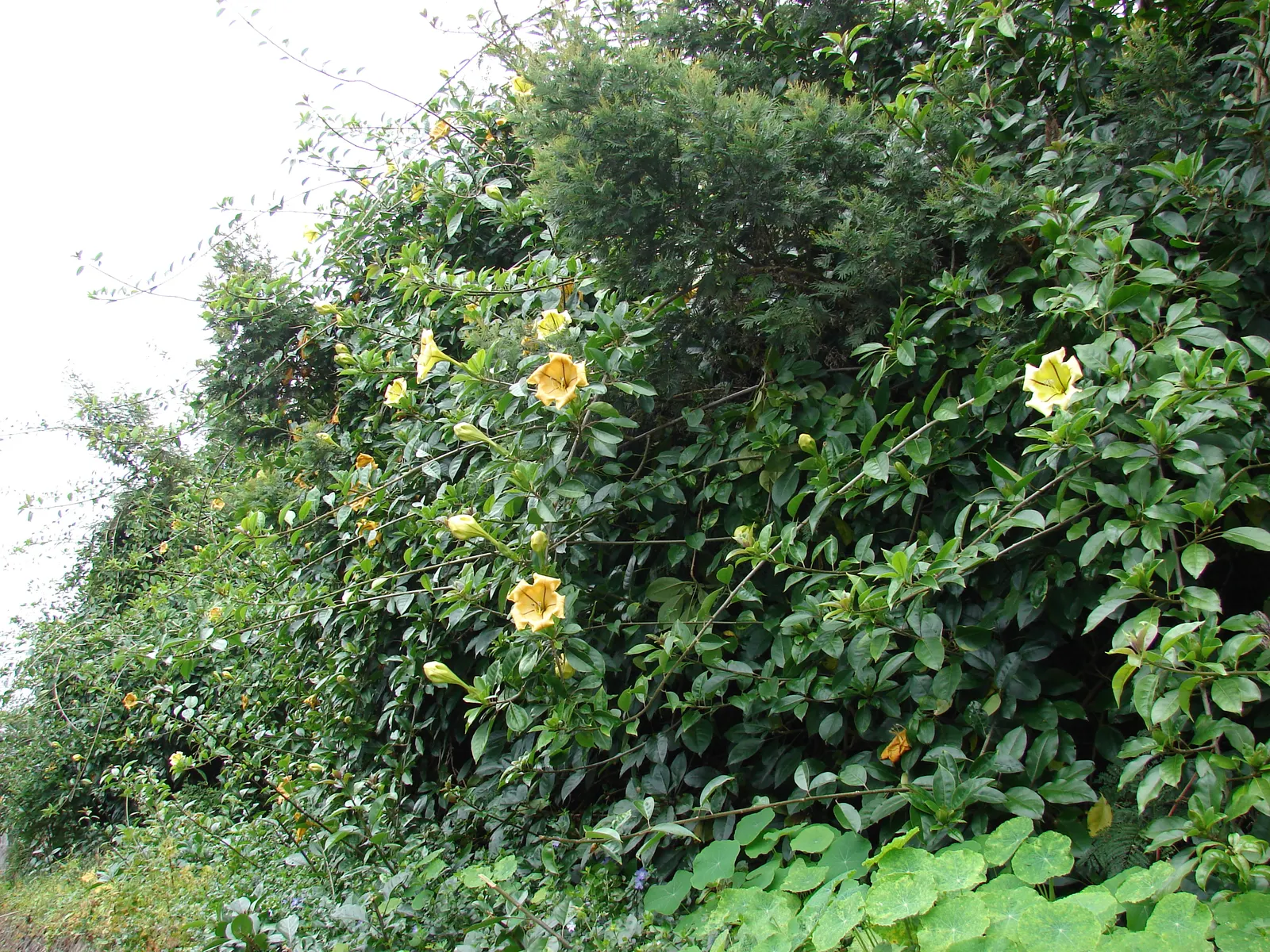 Cup Of Gold Vine (Solandra Maxima) — trumpet-shaped flowers that exude a heady; so it should be positioned out of reach of pets and children