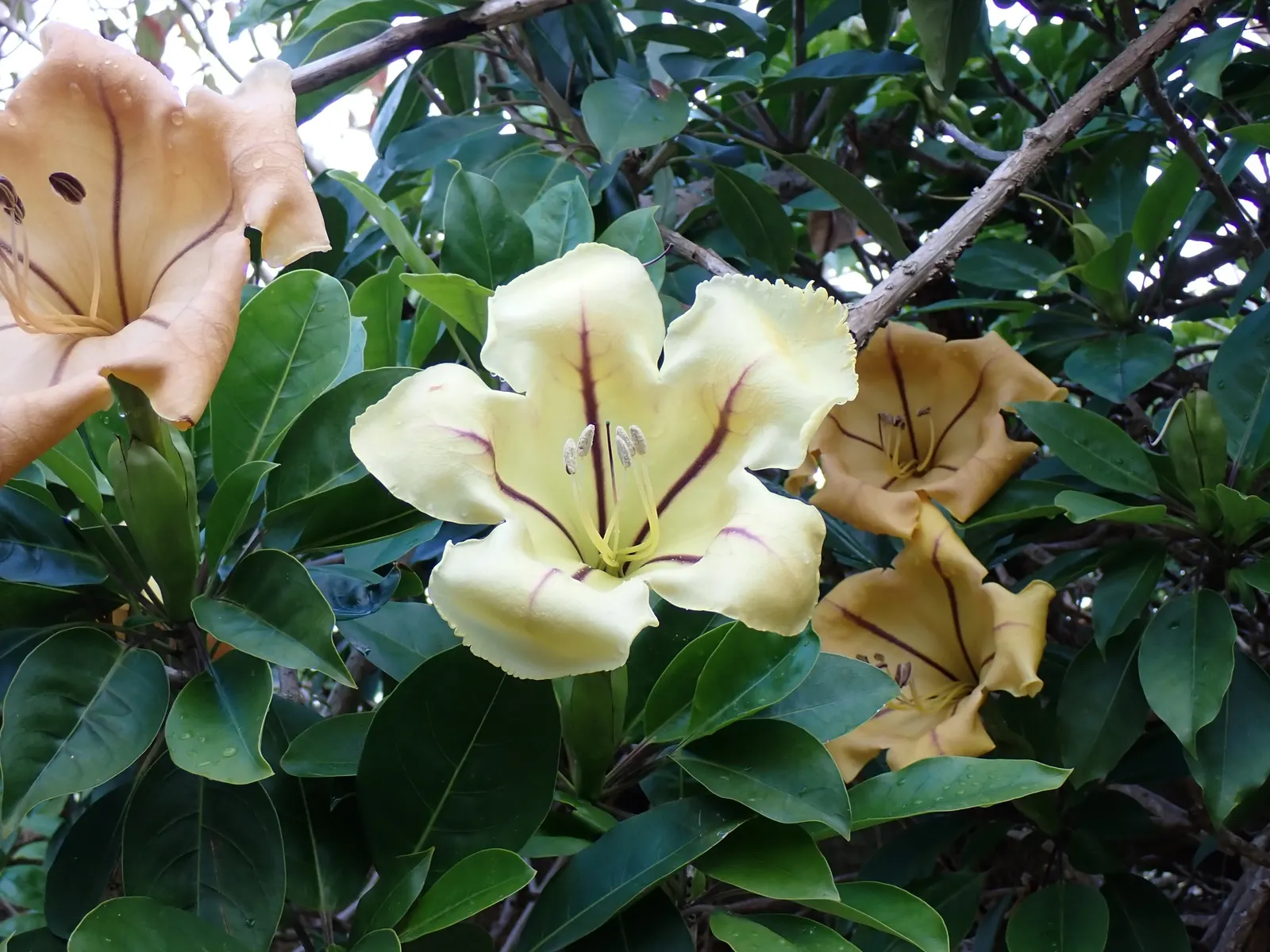 Cup Of Gold Vine (Solandra Maxima) — trumpet-shaped flowers that exude a heady