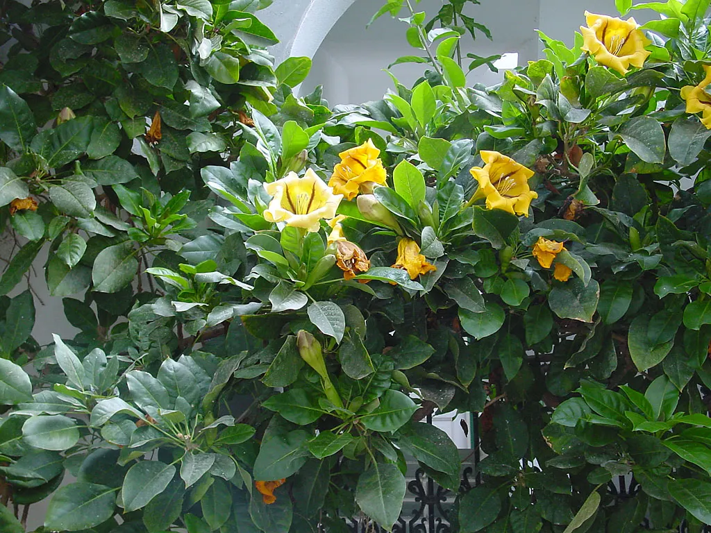 Cup Of Gold Vine (Solandra Maxima) — with purple streaks adorning the throats; hardy to USDA Zone 9, it's a stunning focal point in warm regions