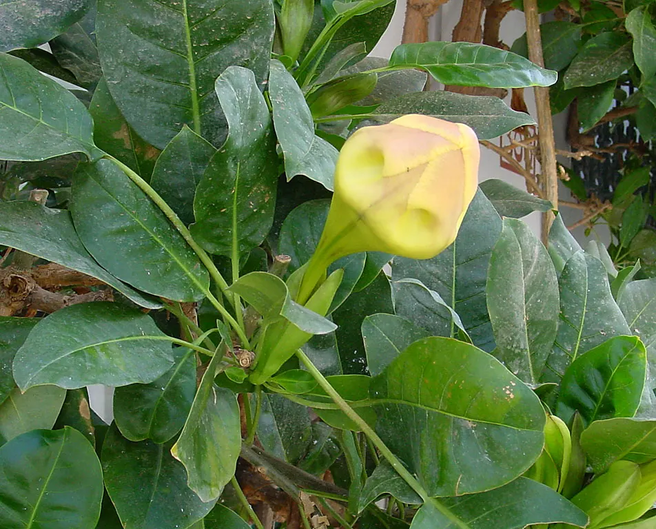 Cup Of Gold Vine (Solandra Maxima) — and infuses the air with its intoxicating scent