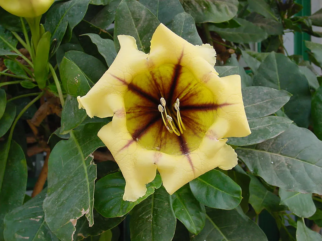 Cup Of Gold Vine (Solandra Maxima) — particularly potent at night; cup of Gold Vine (Solandra maxima)