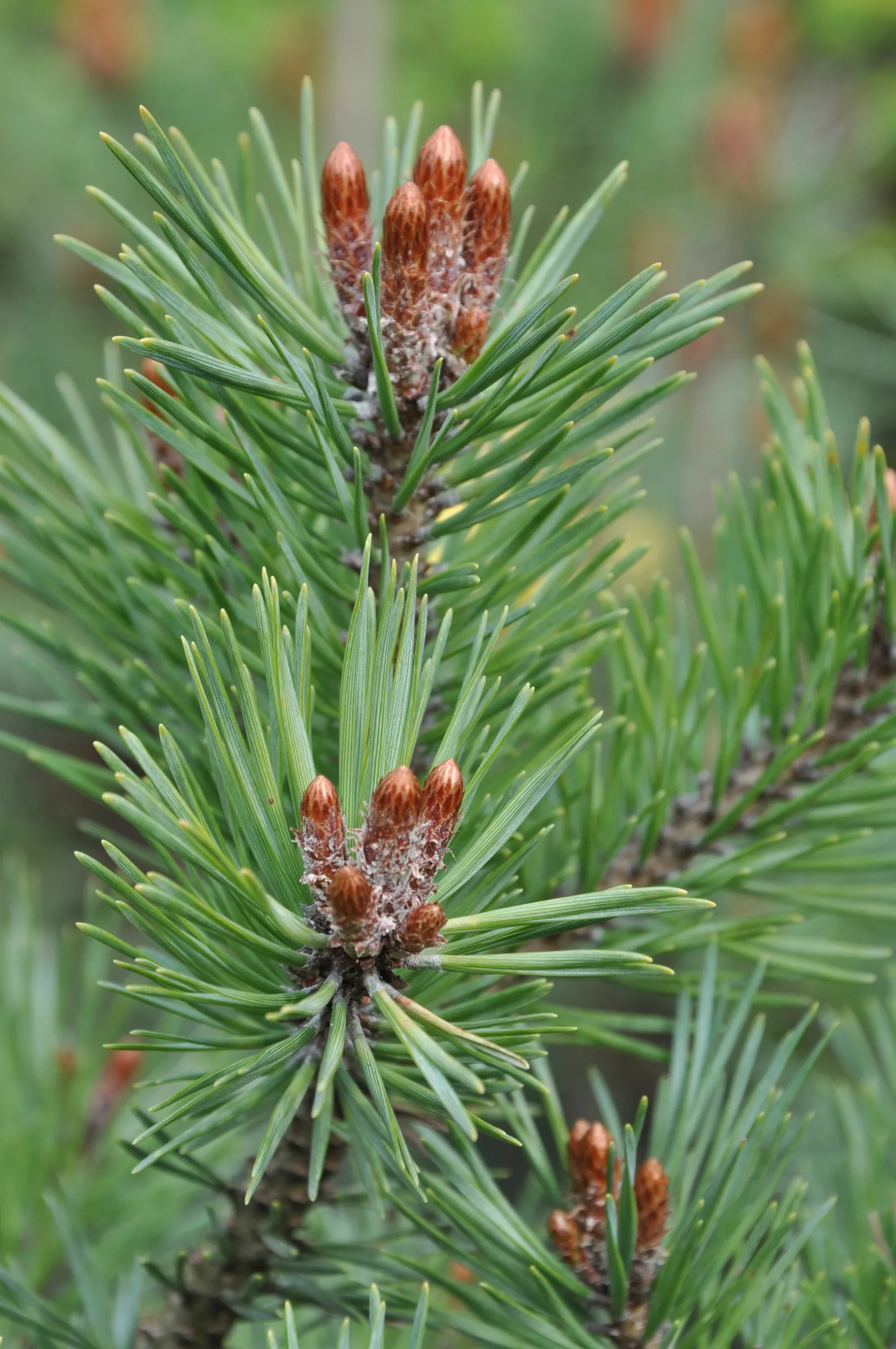 Dwarf Scotch Pine (Pinus Sylvestris 'Nana') — rounded form with blue-green needles that provide year-round interest
