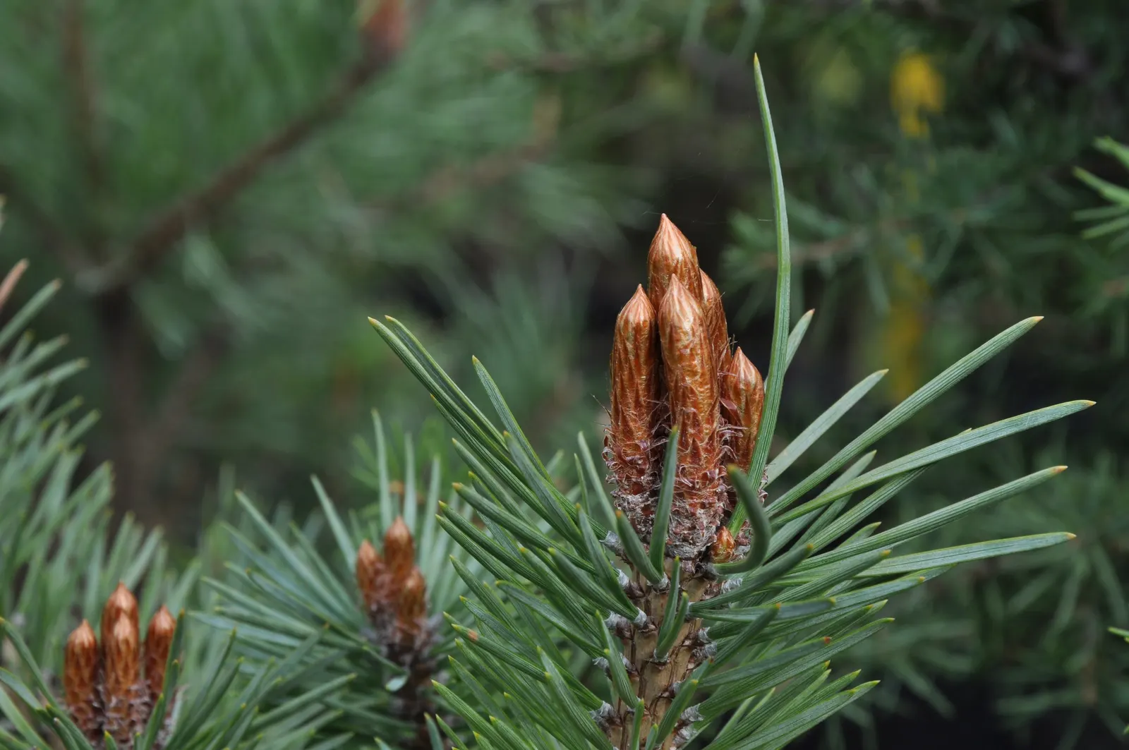 Dwarf Scotch Pine (Pinus Sylvestris 'Nana') — slow-growing pine exhibits a dense