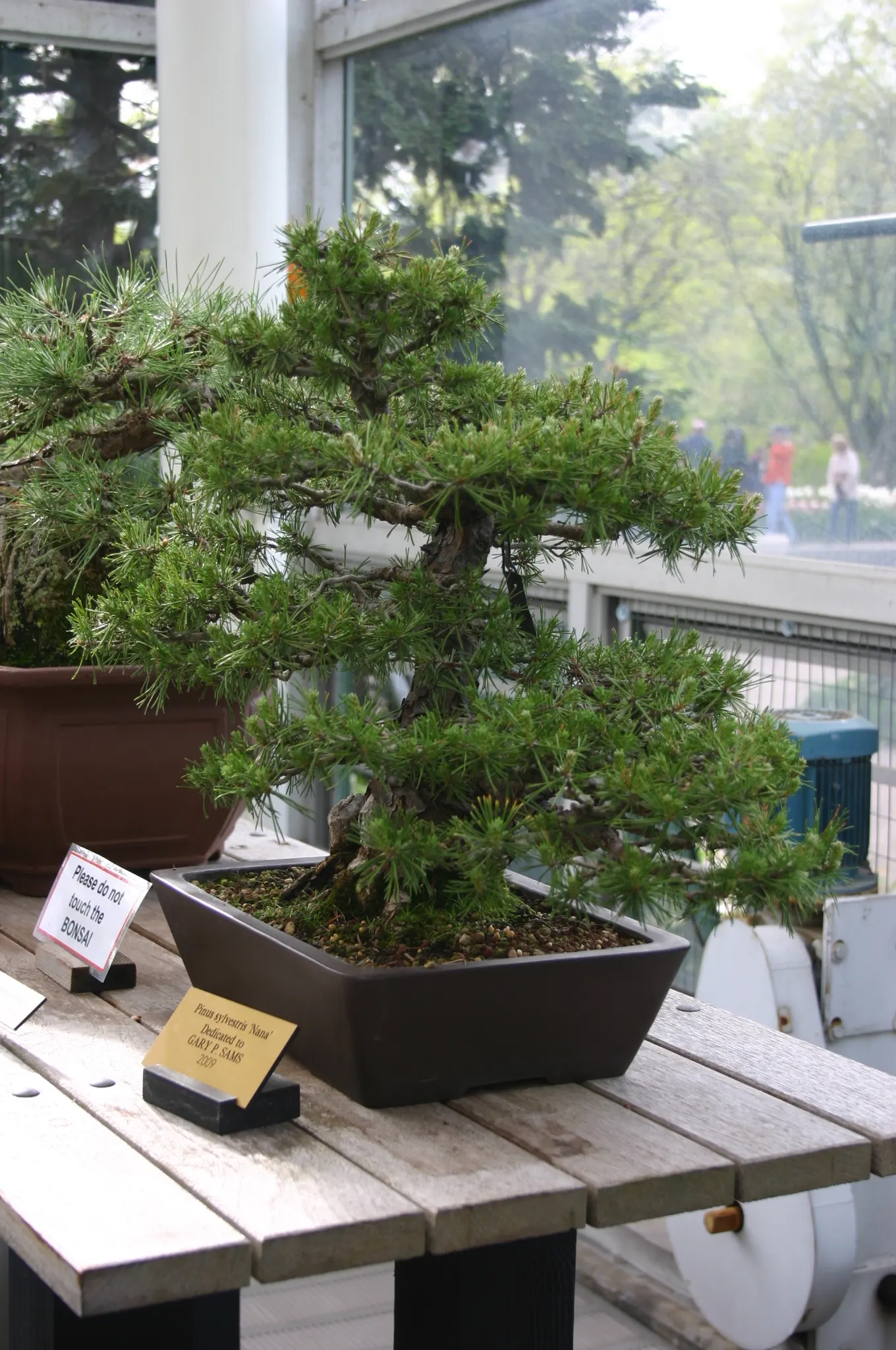 Dwarf Scotch Pine (Pinus Sylvestris 'Nana') — It matures to about 4-5 feet high with a spread of 3-4 feet